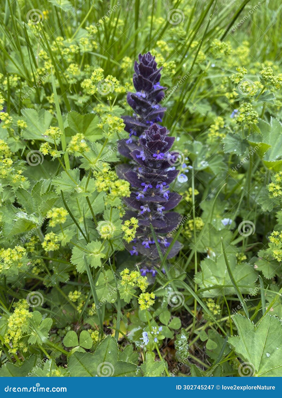 flowers of bugle or bugleweed (ajuga reptans) on an alpine meadow in austira