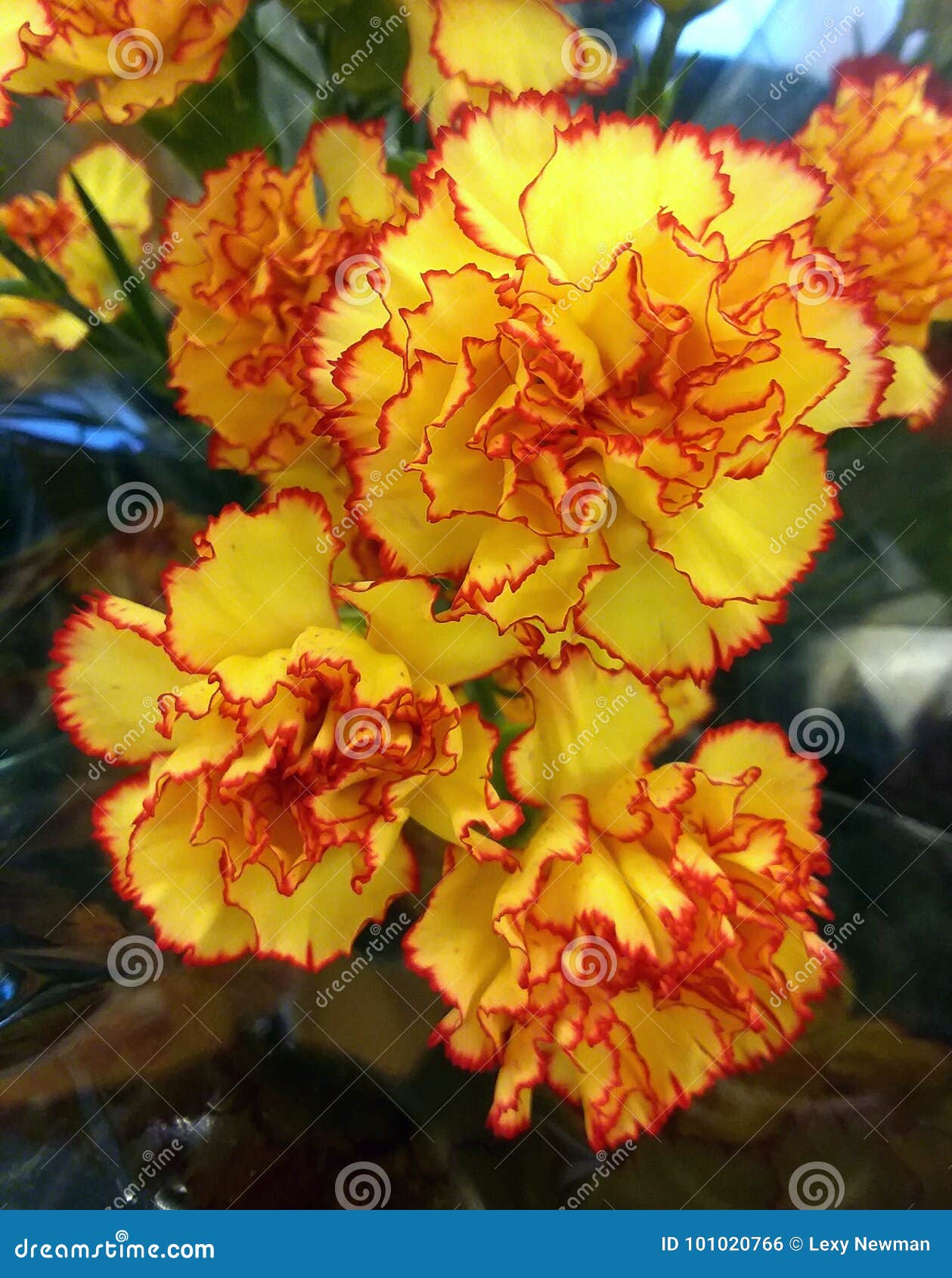 Flowers stock photo. Image of yellow, flowers, walmart 101020766