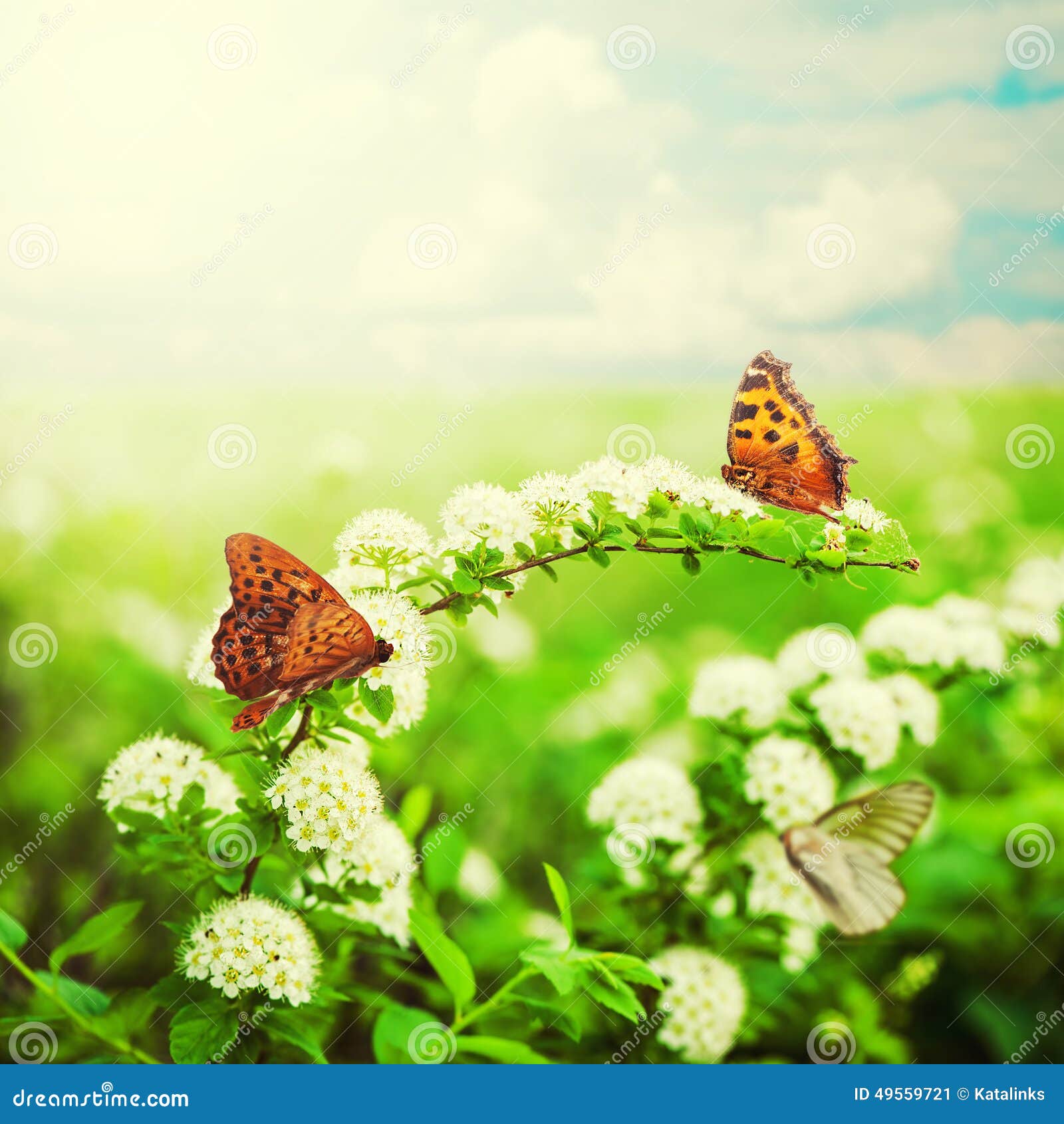 Flowers and Butterfly on Meadow Stock Image Image of beauty