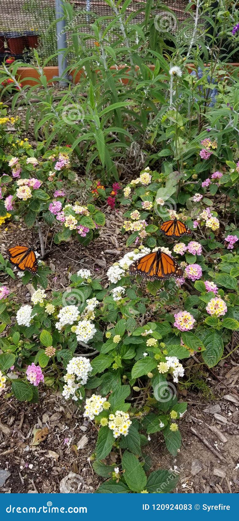 Butterfly Farm Stock Image Image Of Butterflys Butterfly 120924083