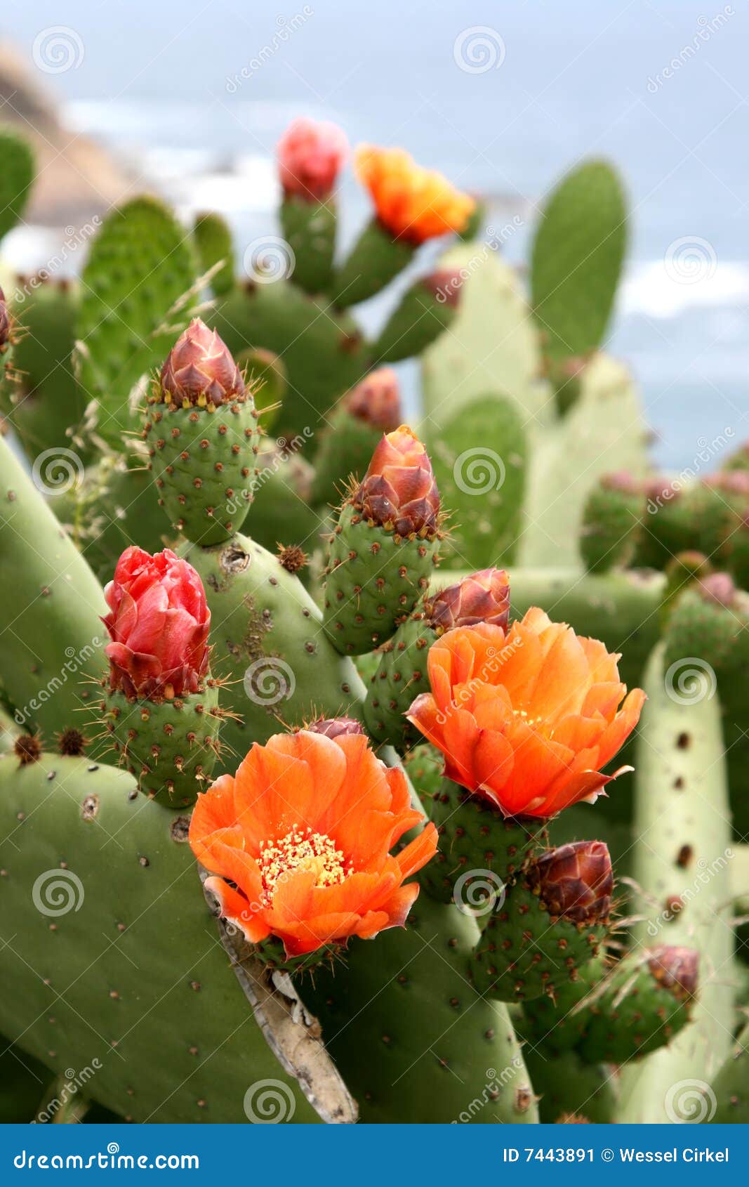 Flowers of cactus in Spain stock image. Image of buds 7443891