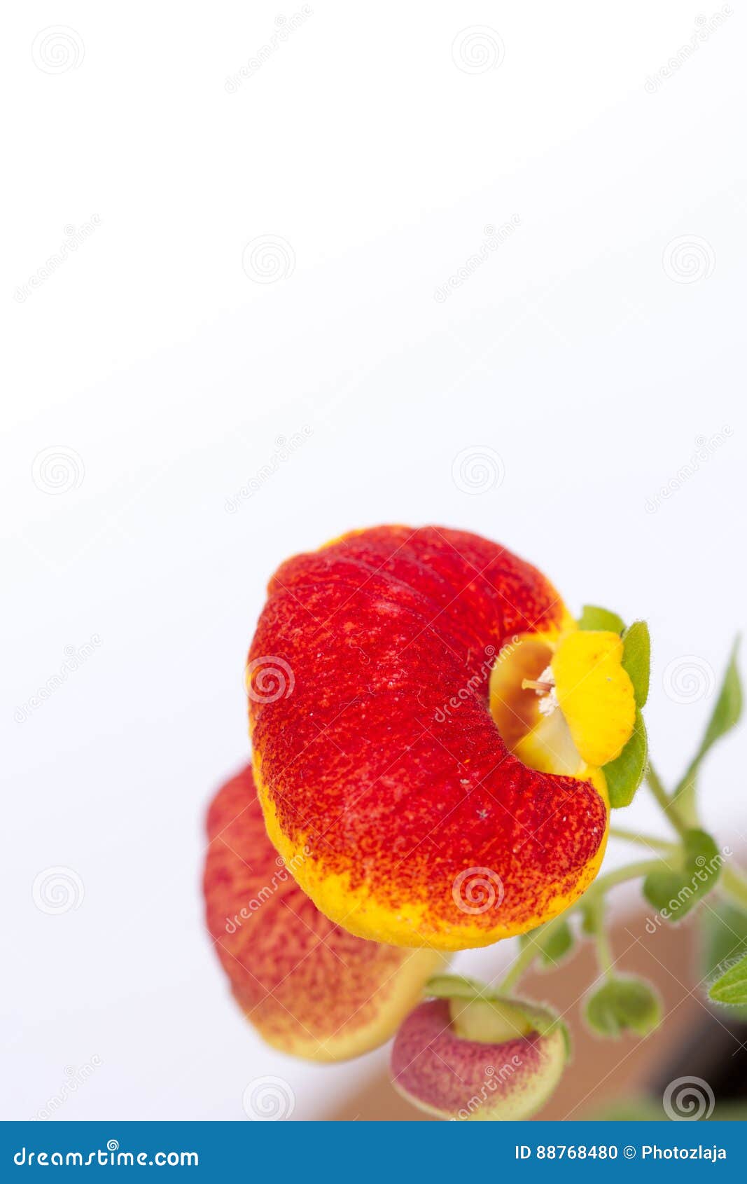 flowers calceolaria in red and yellow colors with copy space