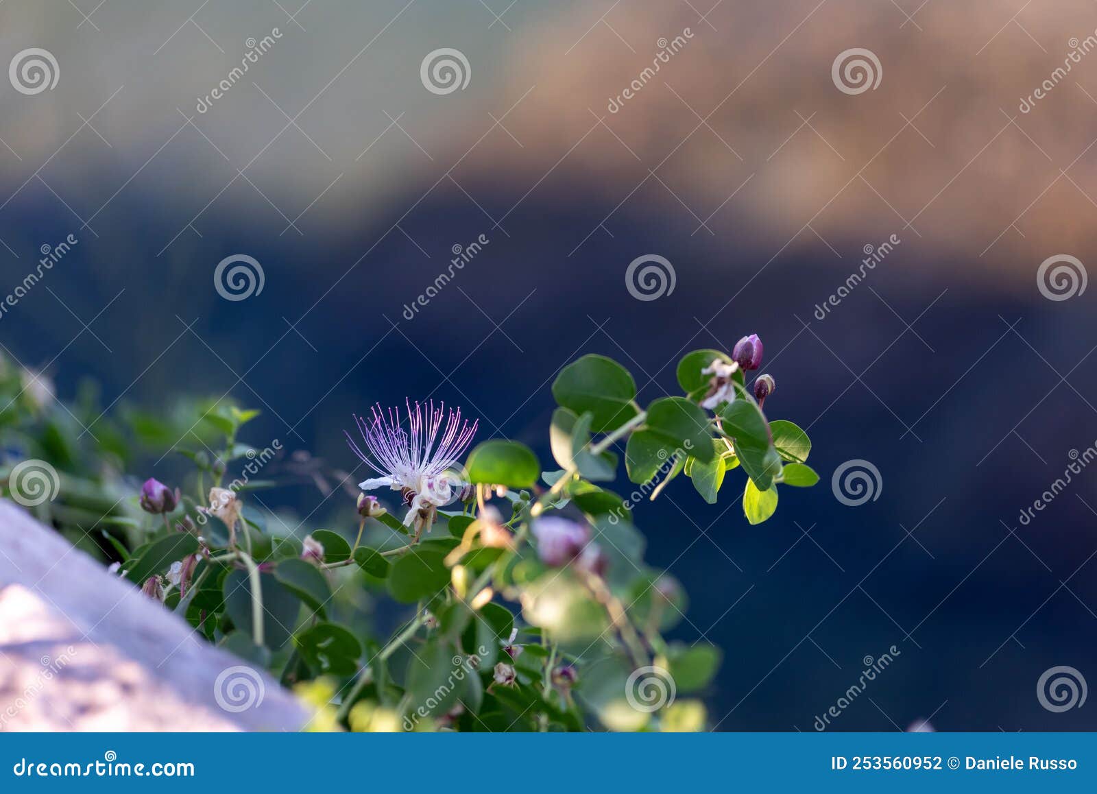 Flowers of Capers Capparis Spinosa Blooming in Summer on Blurred