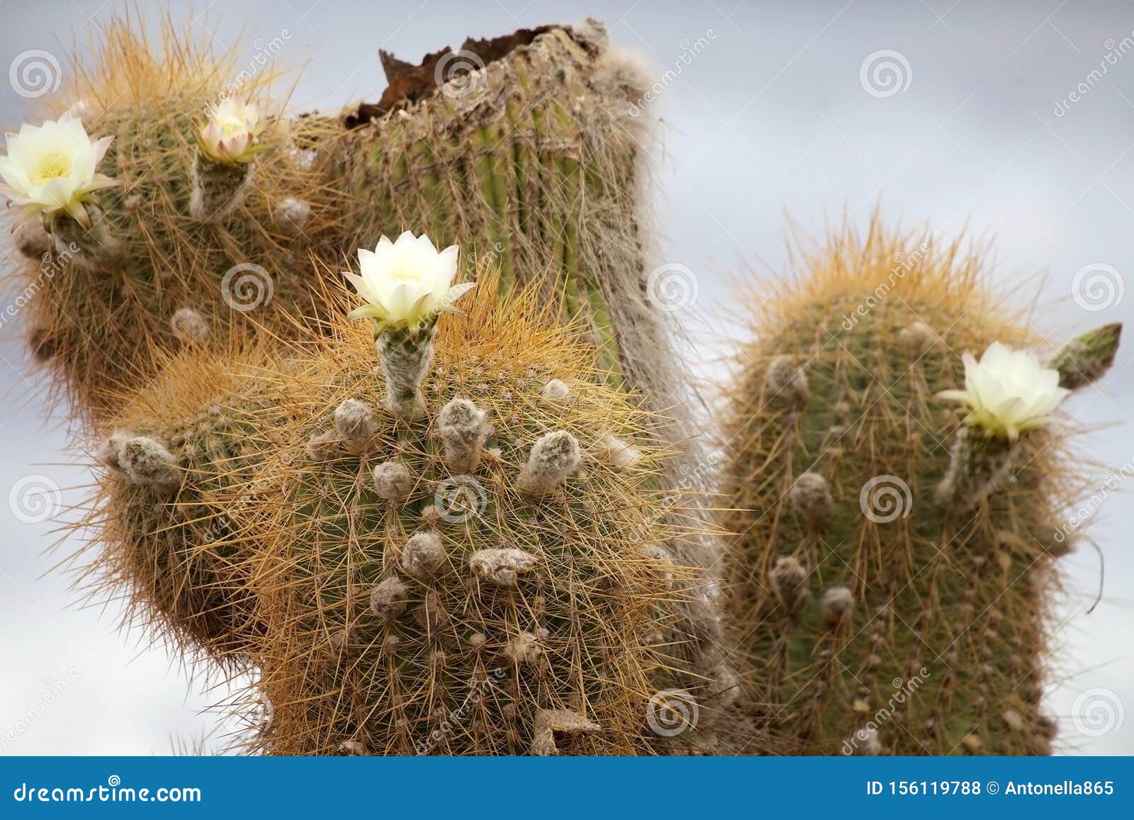 Flowers of the Cardon Cactus at the Los Cardones National Park ...