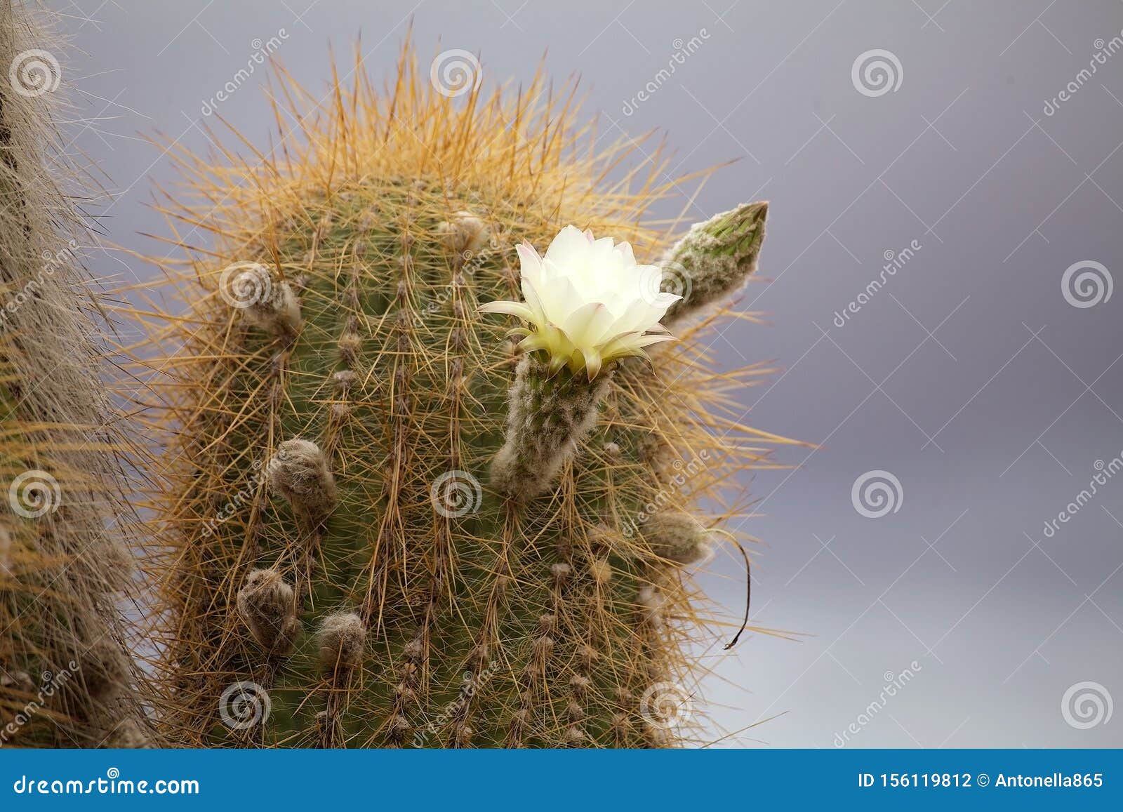 Flowers of the Cardon Cactus at the Los Cardones National Park ...