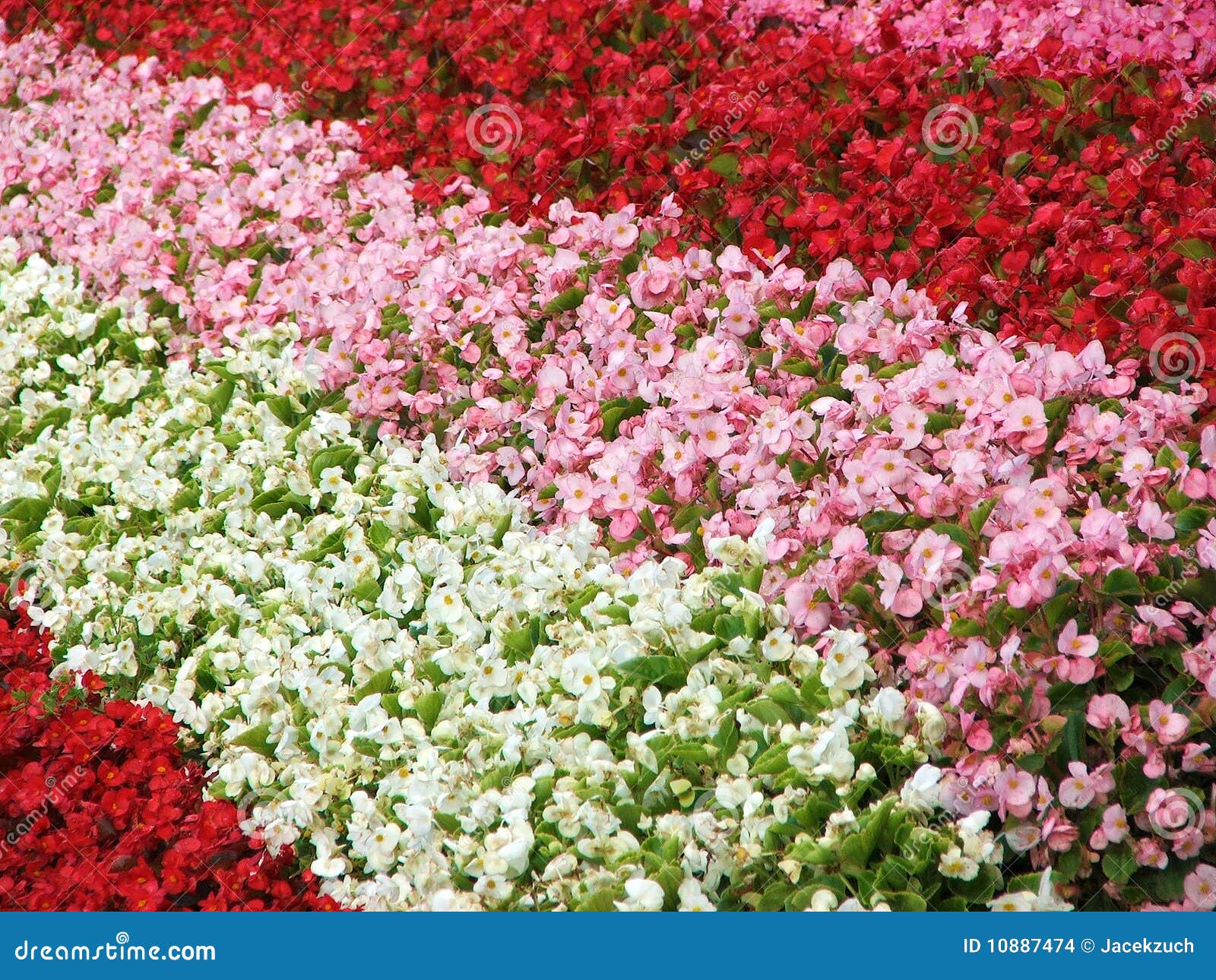 Flowers carpet stock photo. Image of green, white, spring 10887474