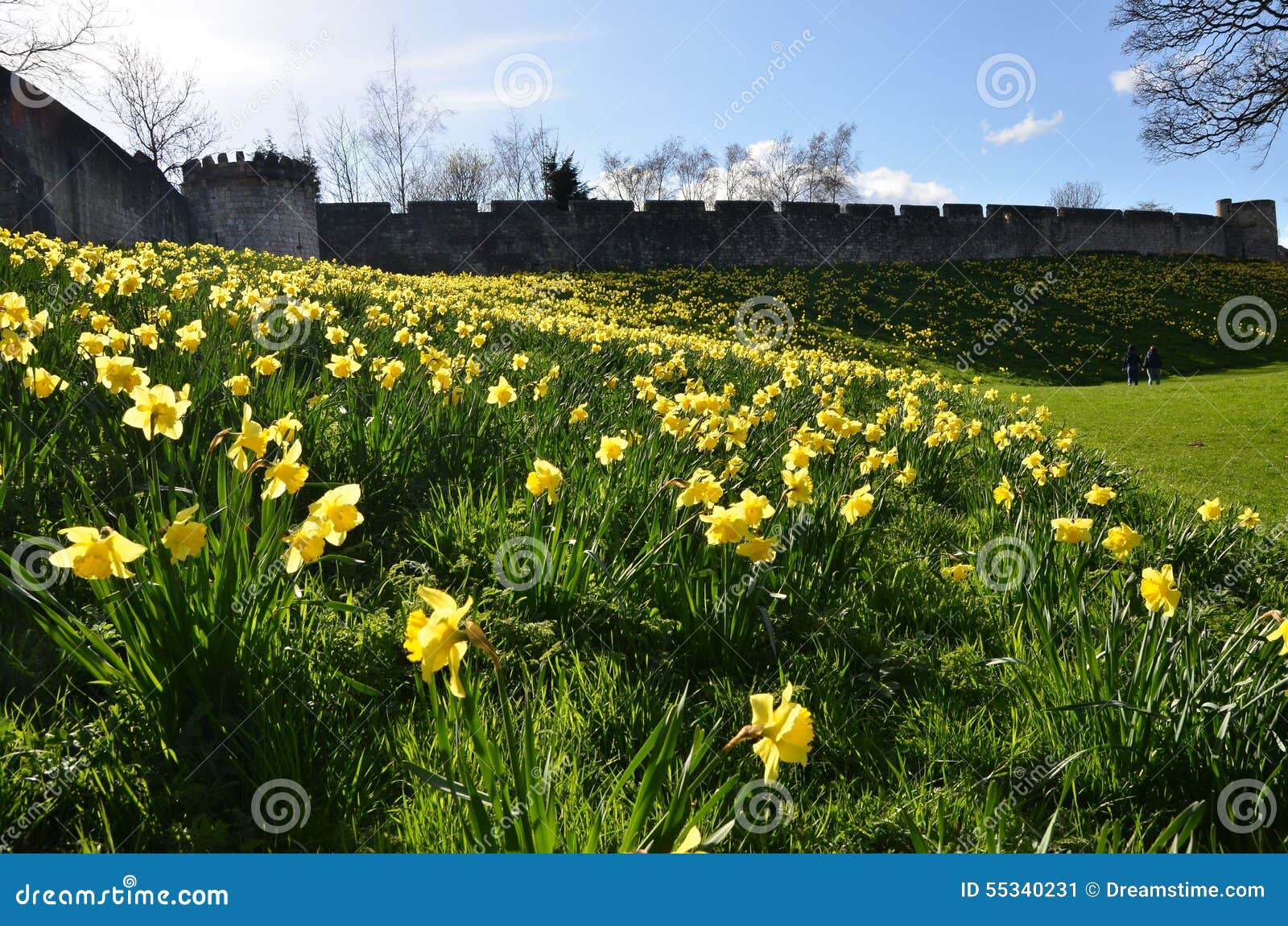 flowers cavalcade