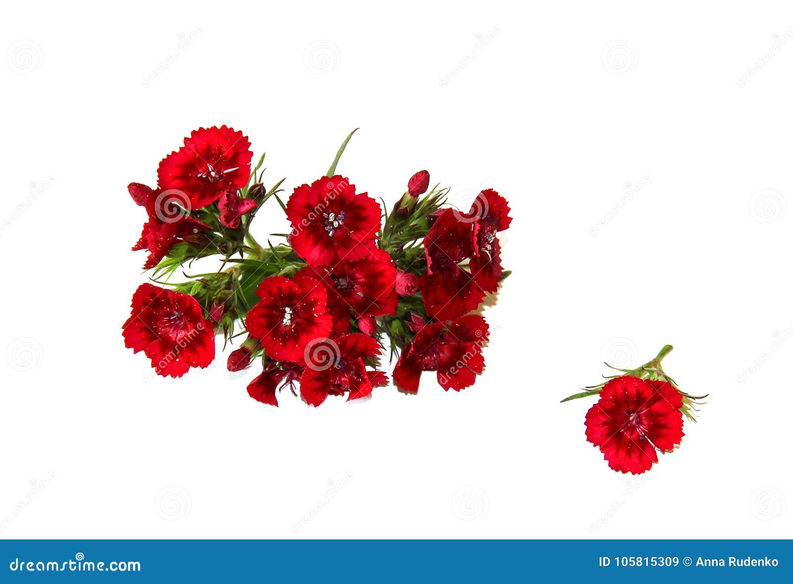 The Flowers of Charming Small Colored Carnations Stock Image - Image of ...