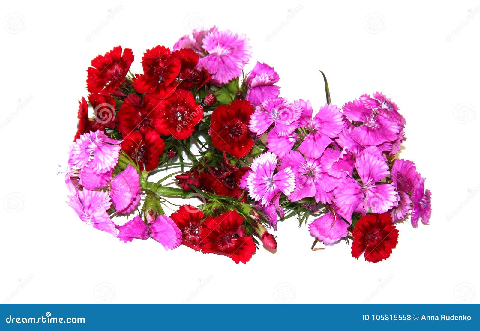 The Flowers of Charming Small Colored Carnations Stock Photo - Image of ...