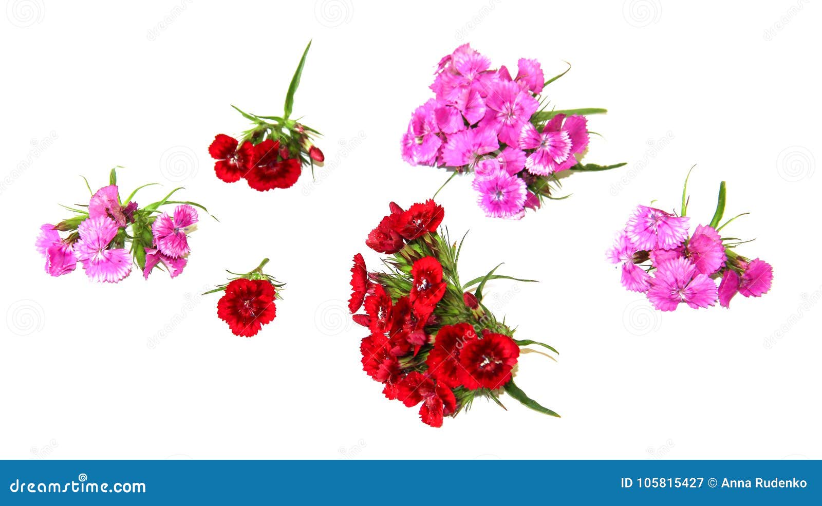 The Flowers of Charming Small Colored Carnations Stock Image - Image of ...