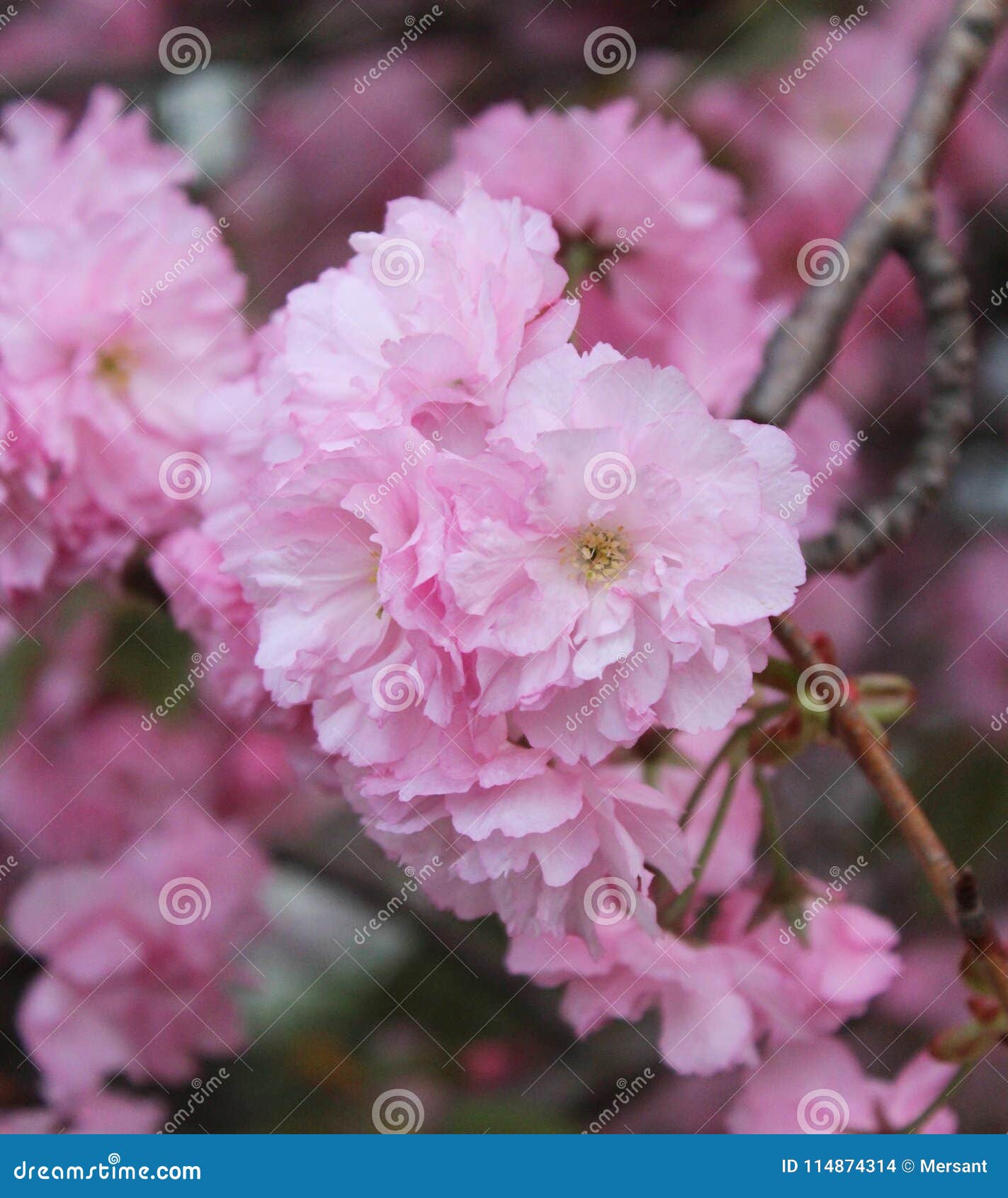 Flowers of a cherrytree stock photo. Image of flowers 114874314