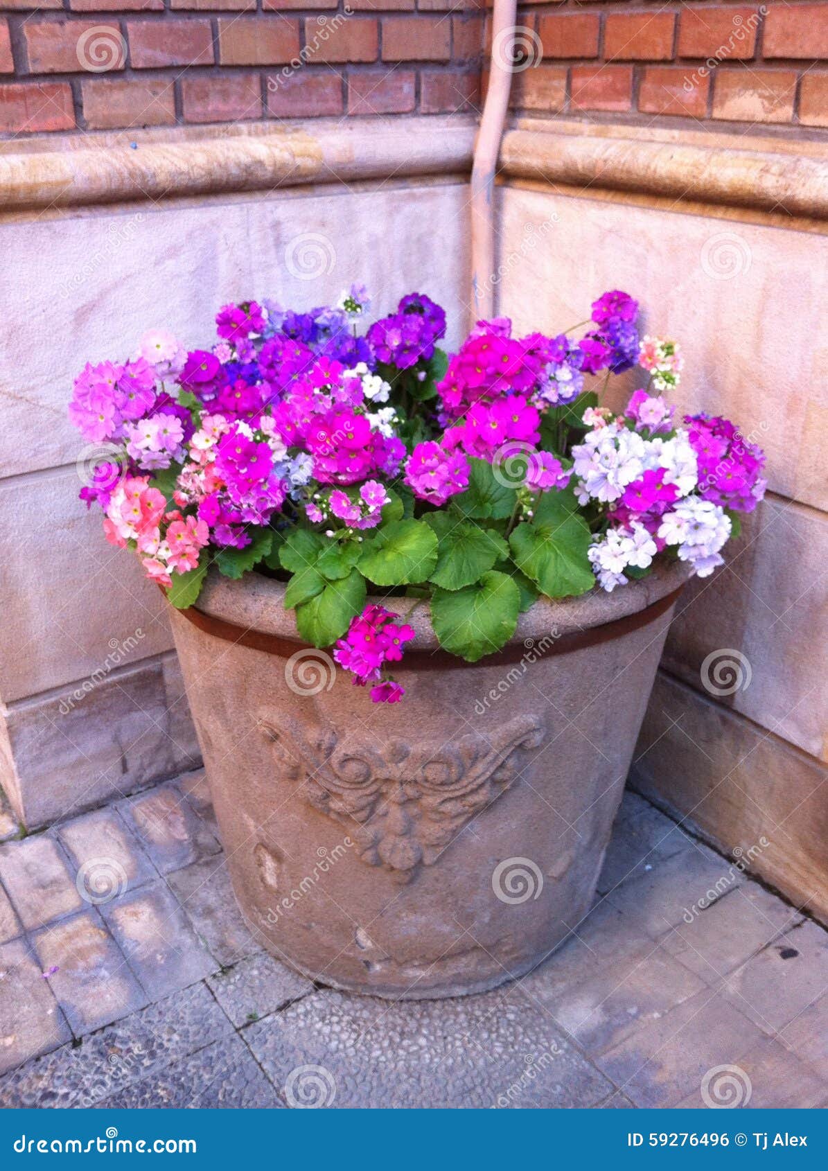 Flowers in chile stock photo. Image of flowers, garden 59276496