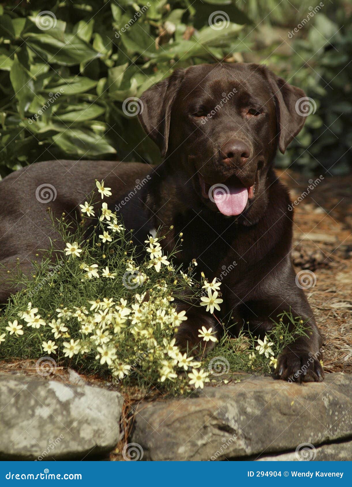 Sr hotsell chocolate labs