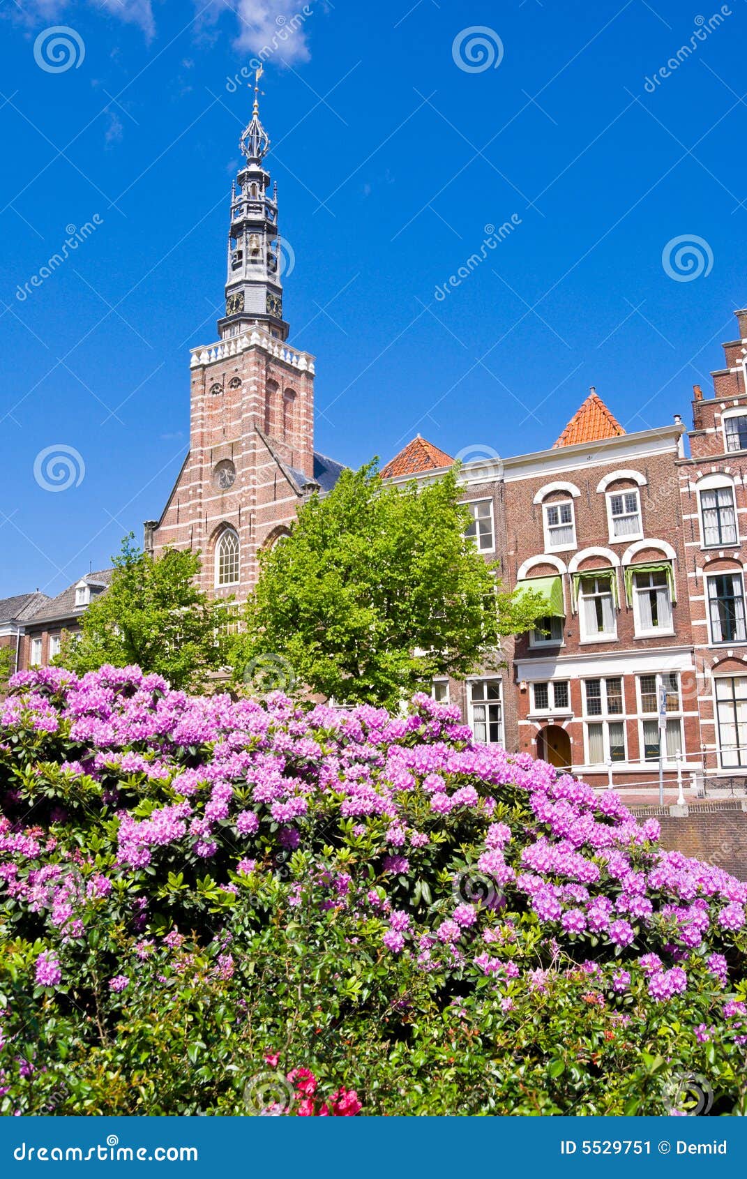 Flowers in a city stock image. Image of blue, home, spring 5529751