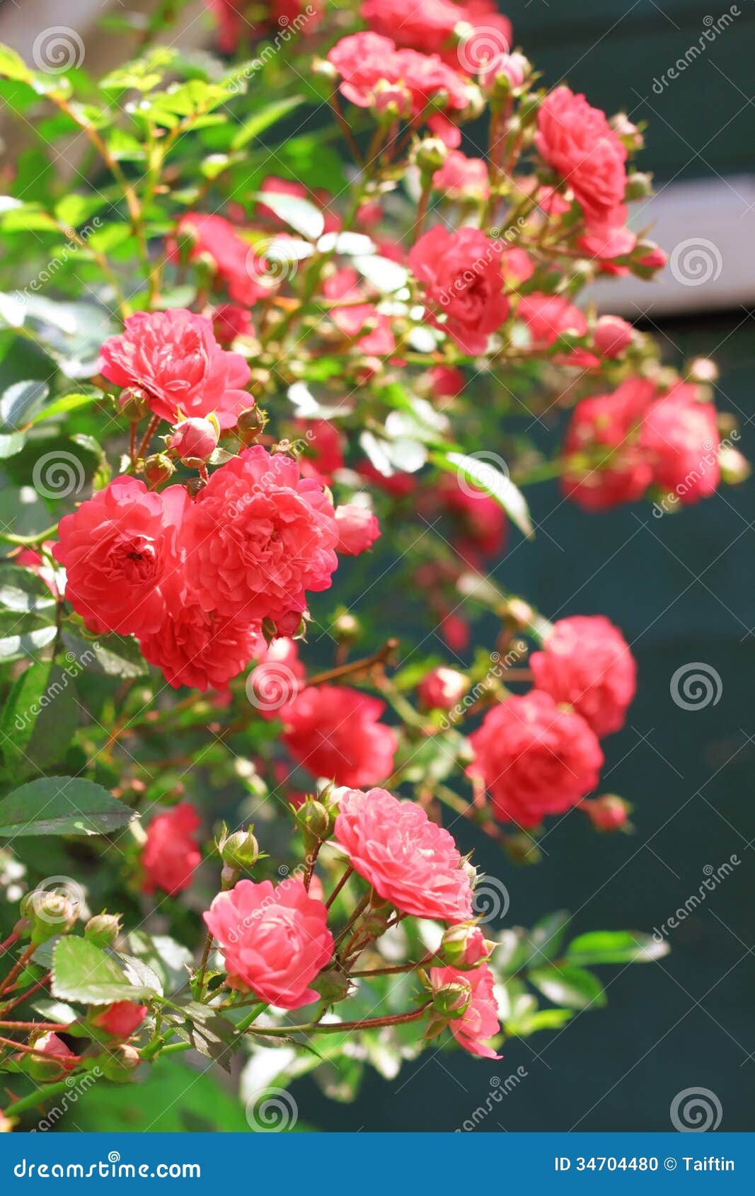 Flowers of climbing roses stock photo. Image of floral 34704480