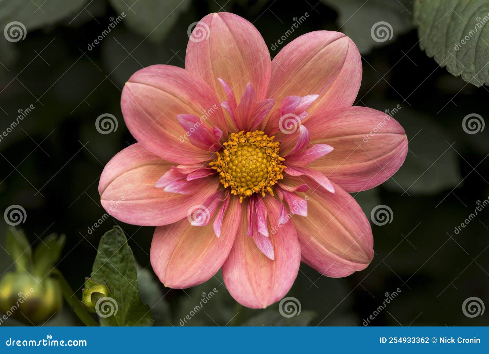 flowers: close up of a blush pink dahlia. 3