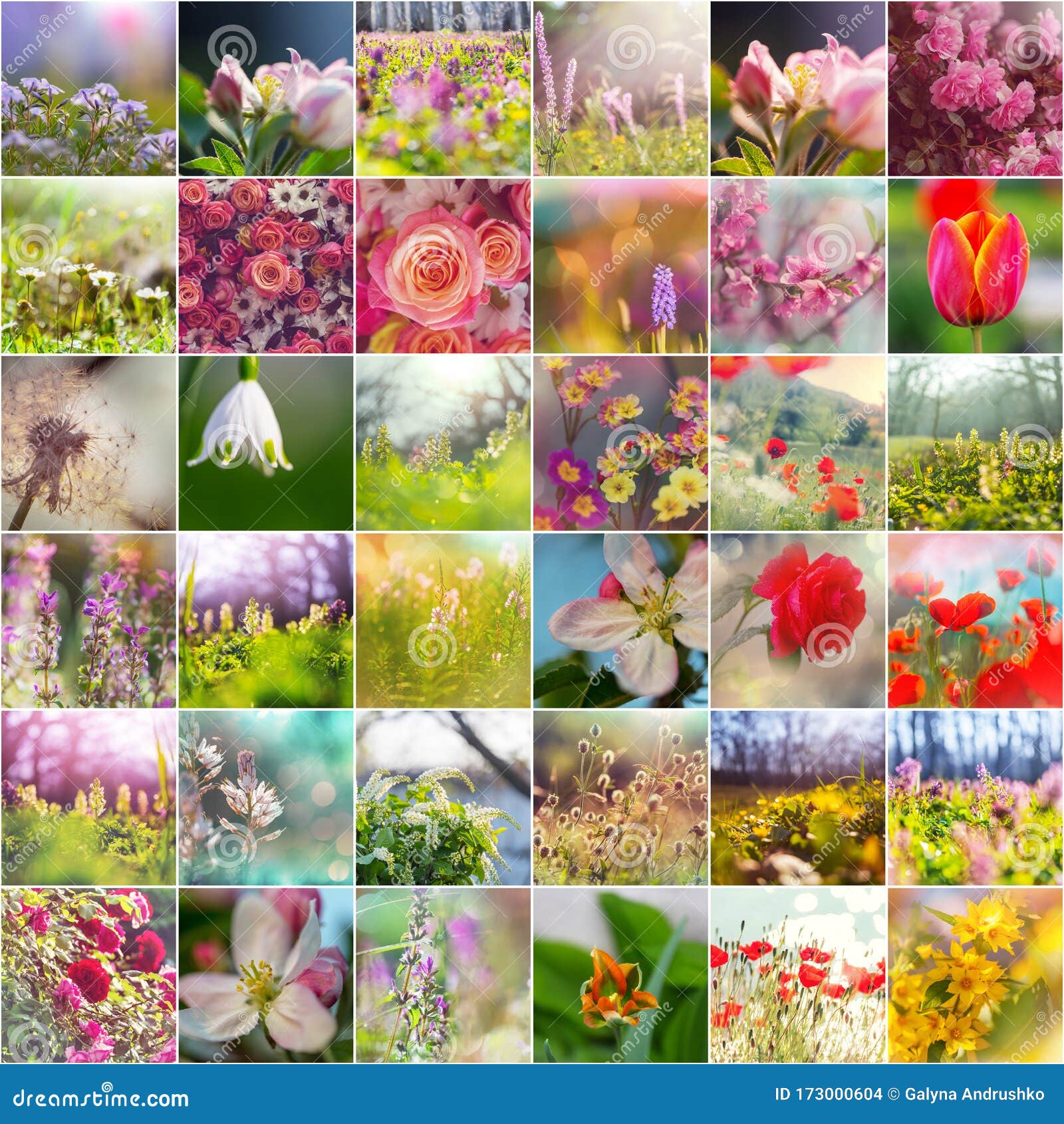 Flowers collage stock photo. Image of blossom, leaf 173000604