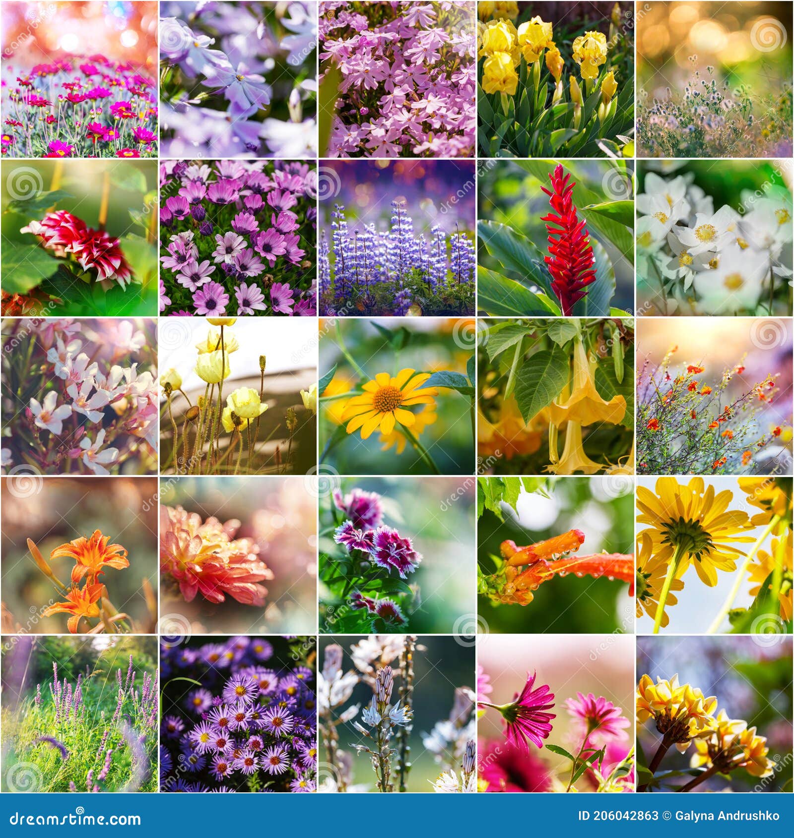 Flowers collage stock image. Image of collection, blossom 206042863
