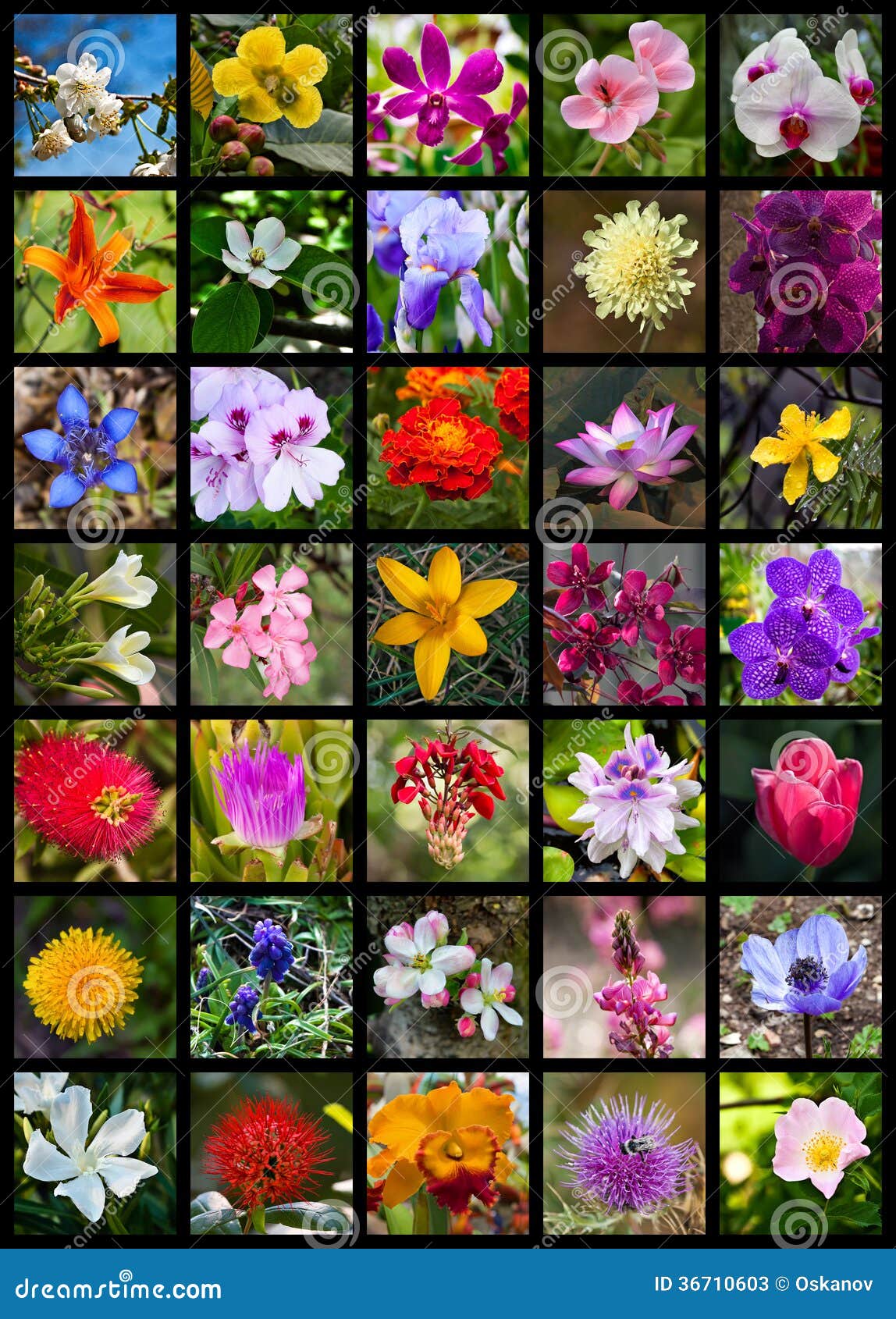 Flowers Collage stock image. Image of collage, collection - 36710603