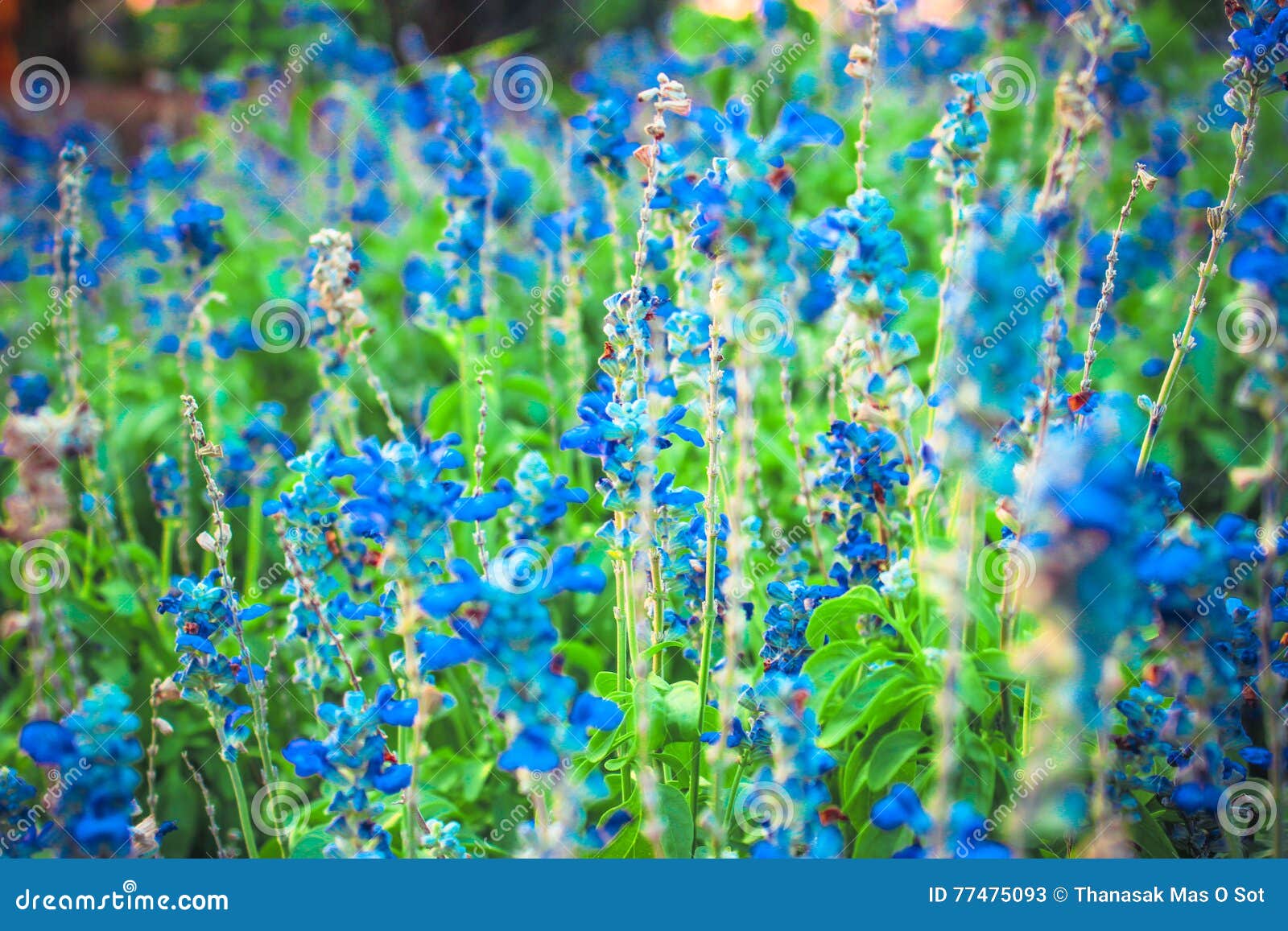 Flowers color blue stock image. Image of beautiful, morning 77475093