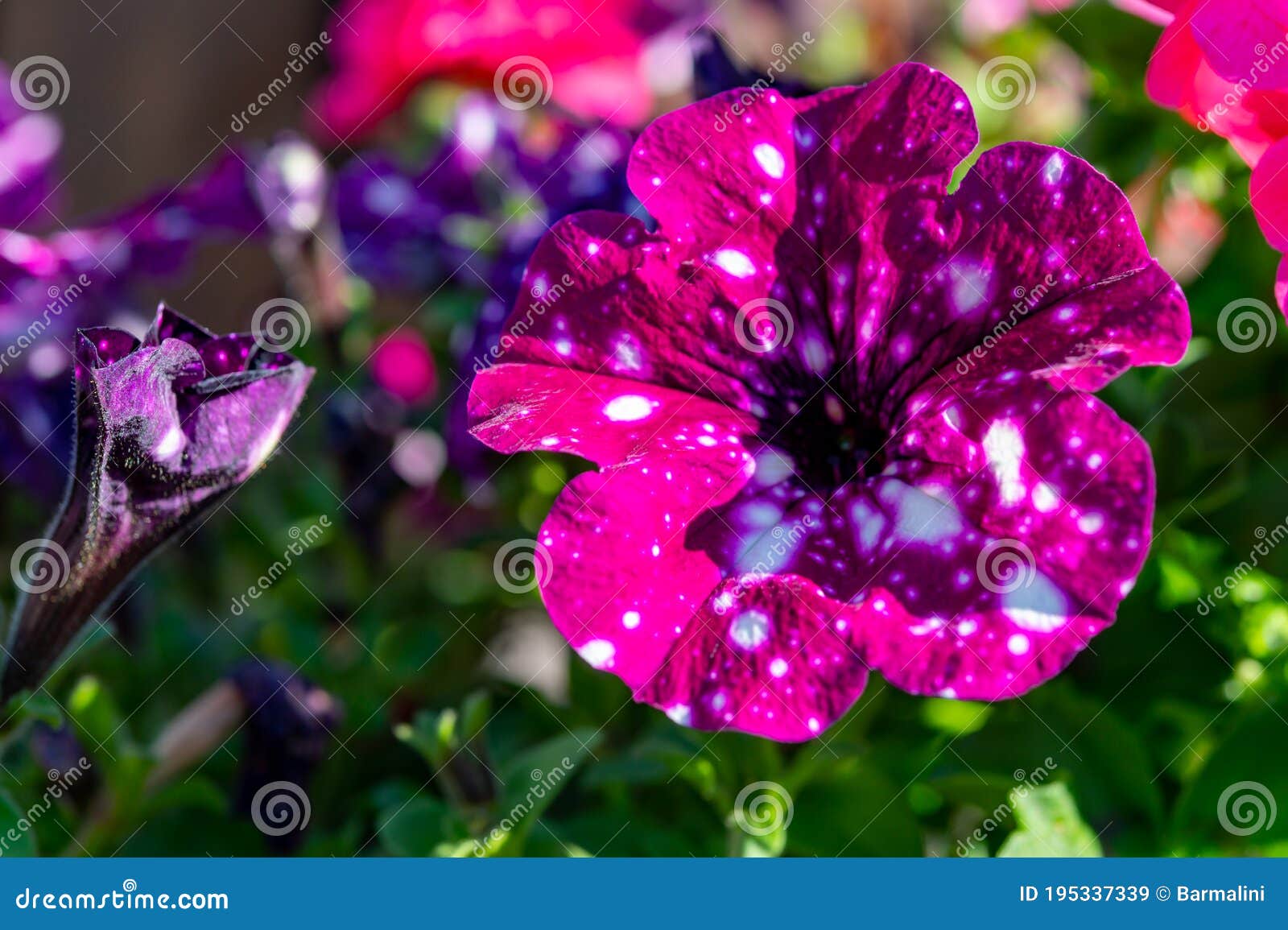 Flowers of Colorful Constellation Virgo Petunia Plant with White Dots ...