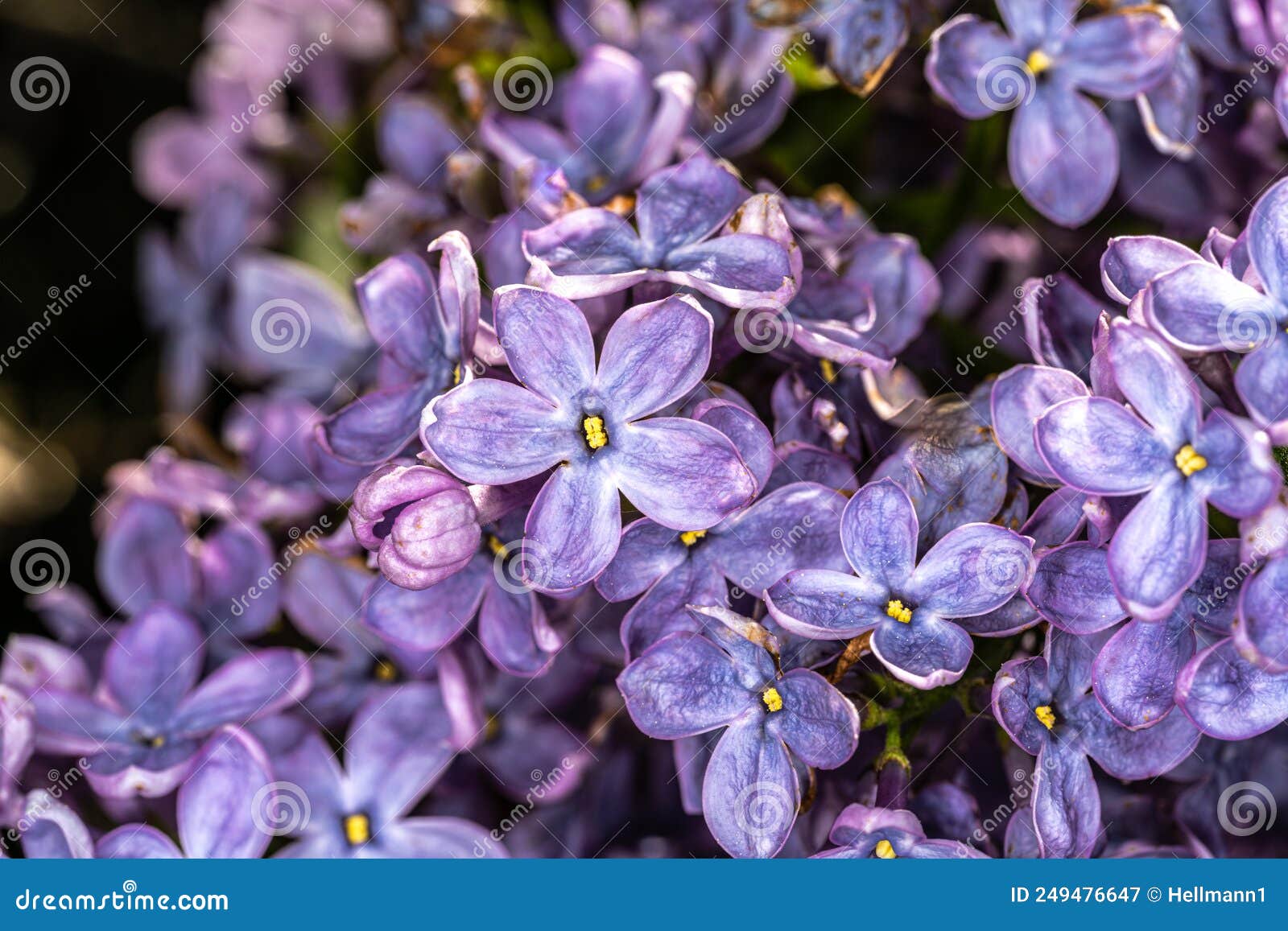 flowers of common lilac `firmament`