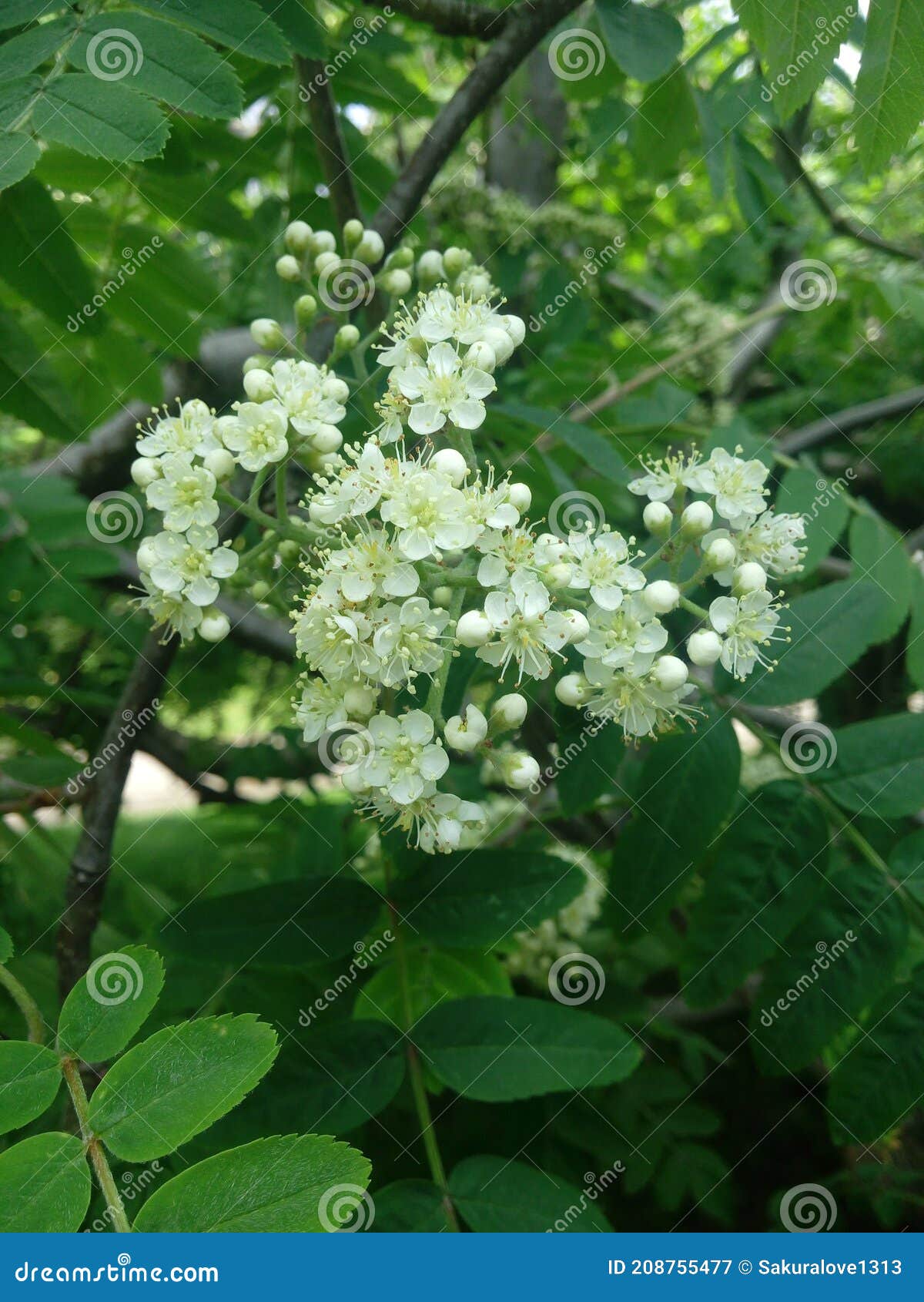 Flowers of Common Mountain Ash. Numerous White Rowan Flowers are ...