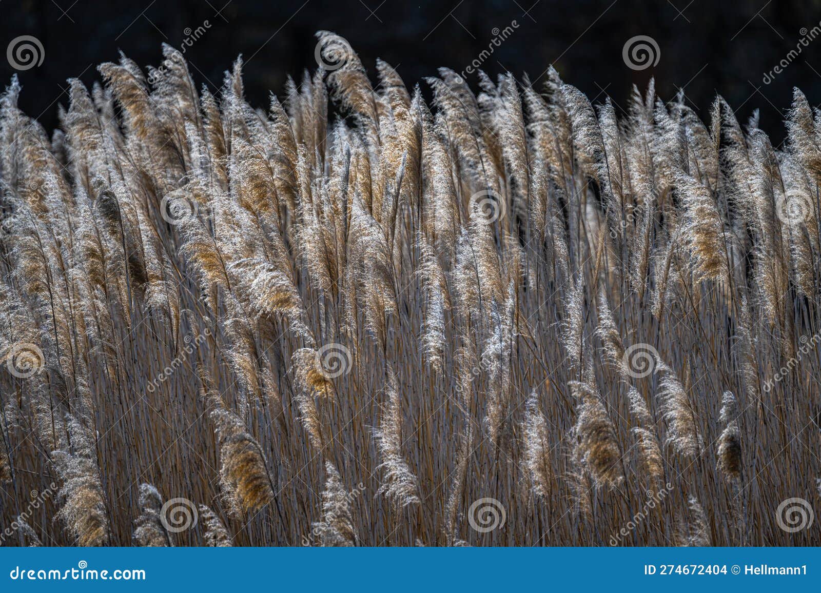 Flowers of Common Reed stock photo. Image of sensibility 274672404