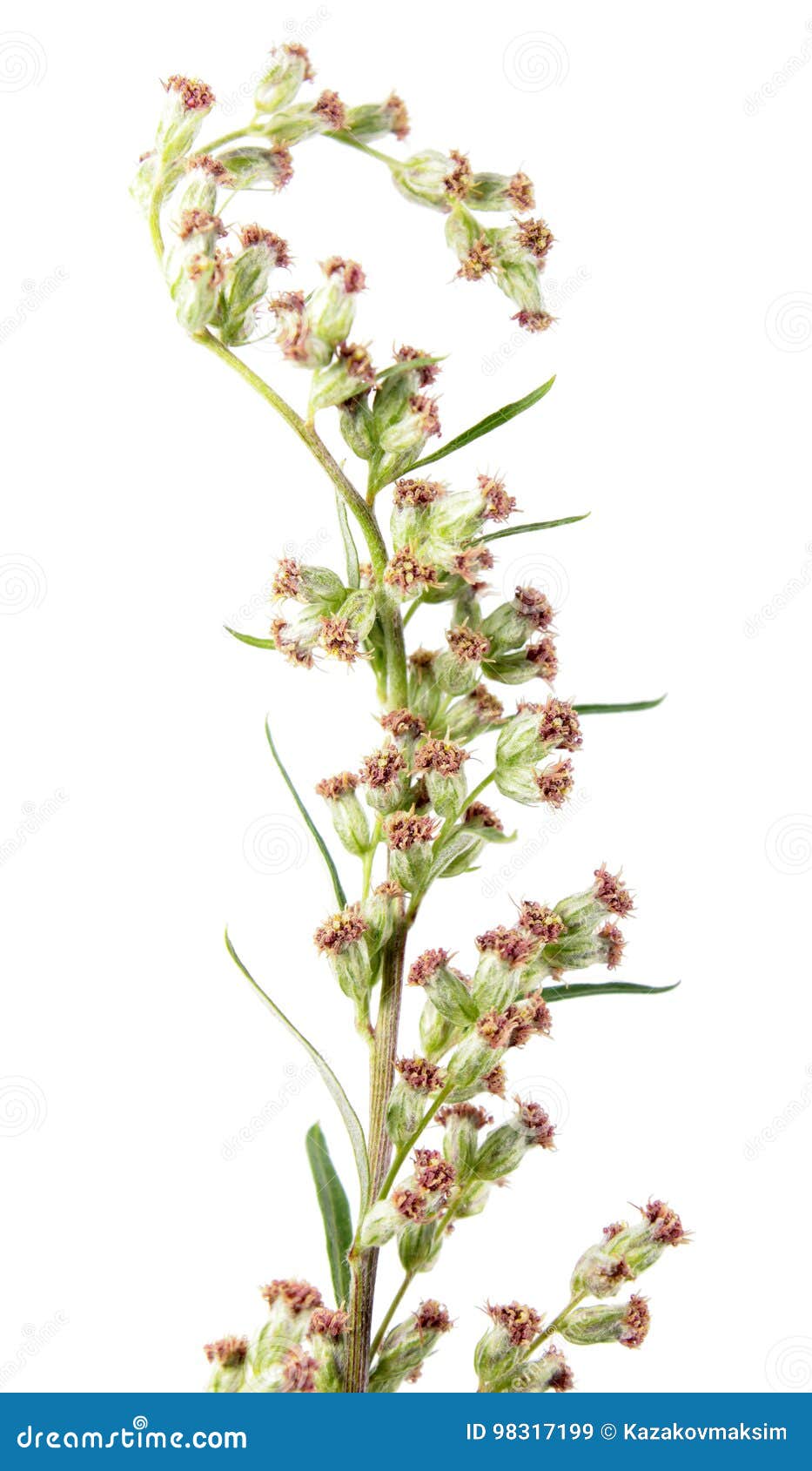 Flowers Of Common Wormwood Or Artemisia Vulgaris Isolated On White Background Medicinal Plant Stock Image Image Of Wormwood Herb 98317199