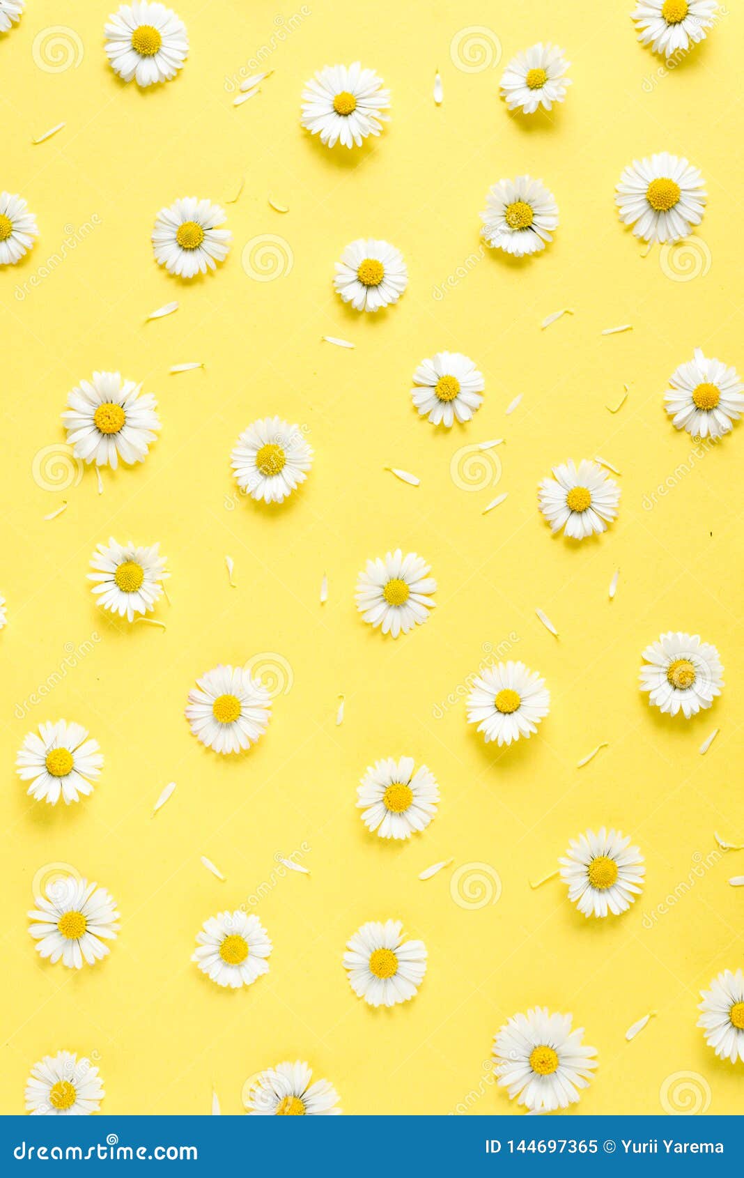 Flowers Composition. Pattern Made of Chamomiles, Petals on Pastel Yellow  Background. Spring, Summer Concept Stock Image - Image of fashion,  creative: 144697365