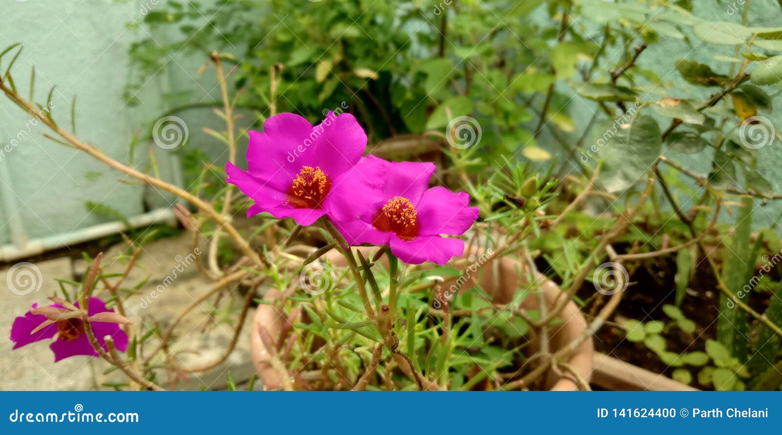 Flowers Connected with Souls Stock Photo Image of souls, connected