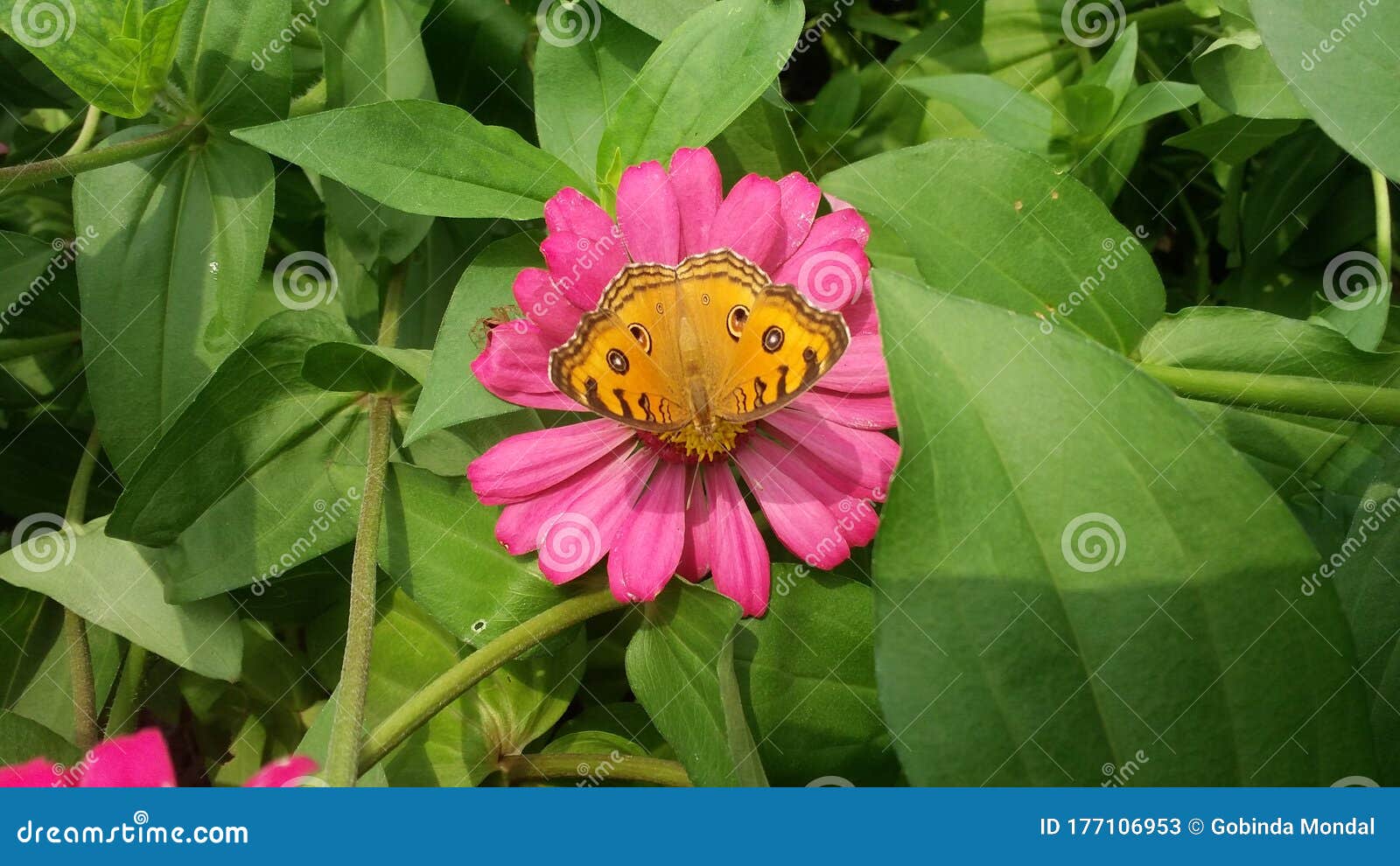 flowers in coochbehar