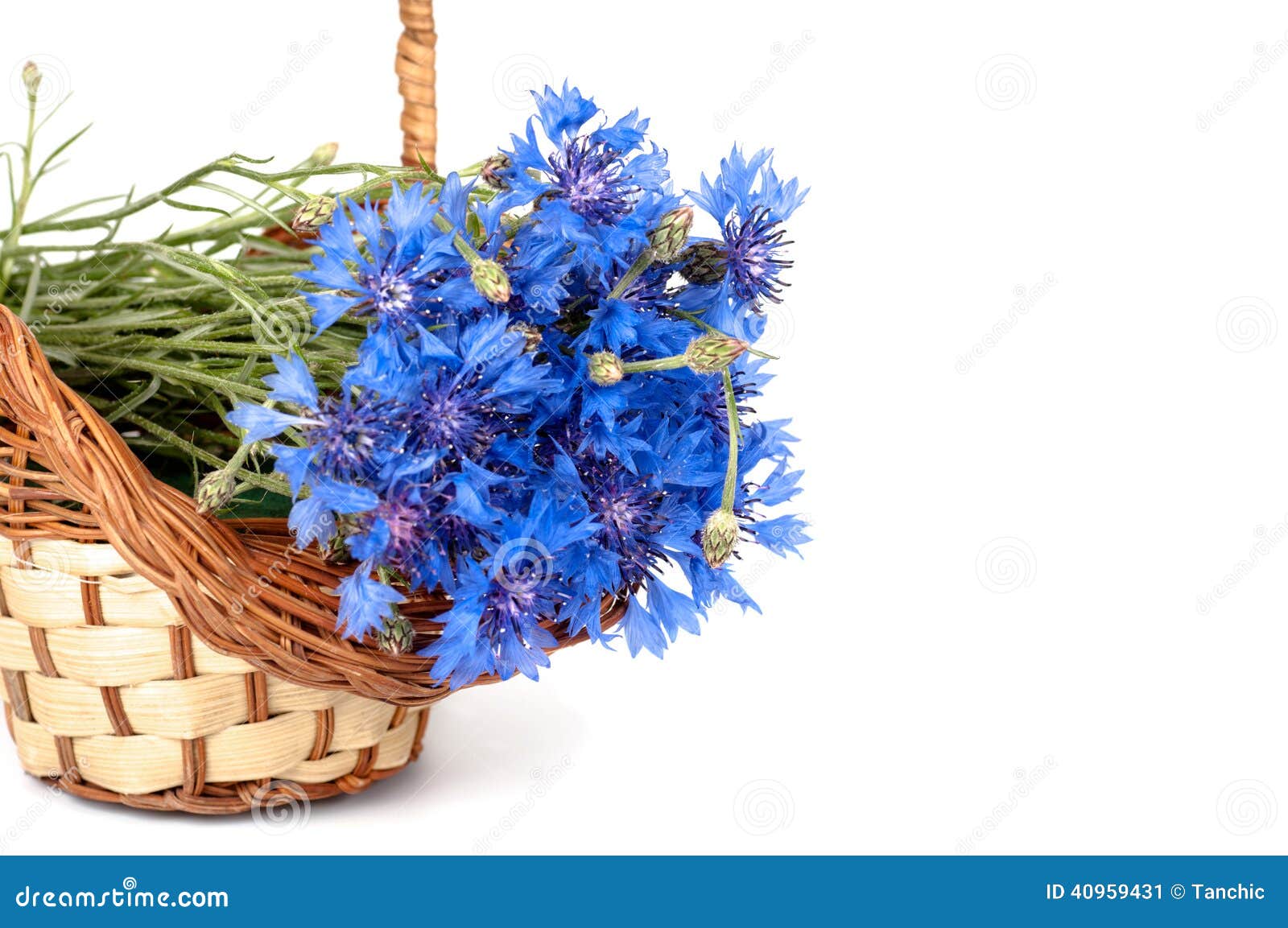 Flowers Cornflower in the Basket Closeup Stock Image Image of