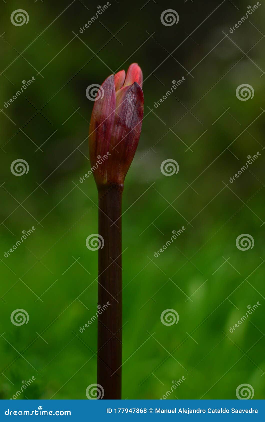 Devil lily stock photo. Image of expeditionoutdoors 177947868