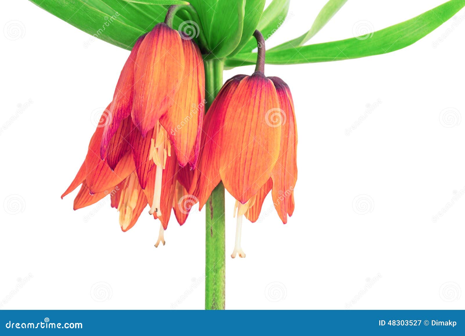 Flowers crown stock image. Image of colorful, organic - 48303527