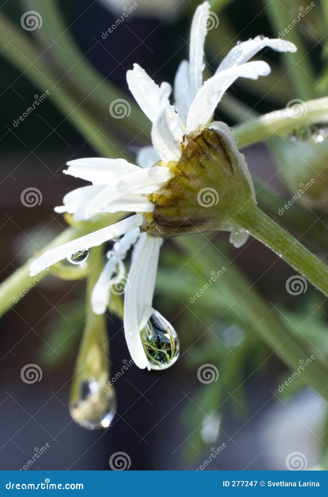 Flowers cry too stock image. Image of season, natural, closeup 277247