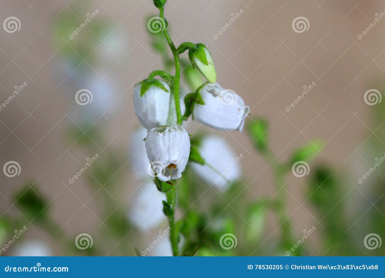 flowers of daboecia cantabrica