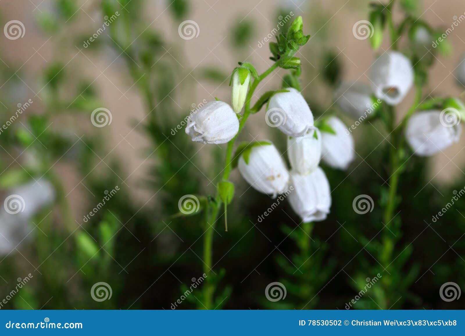 flowers of daboecia cantabrica