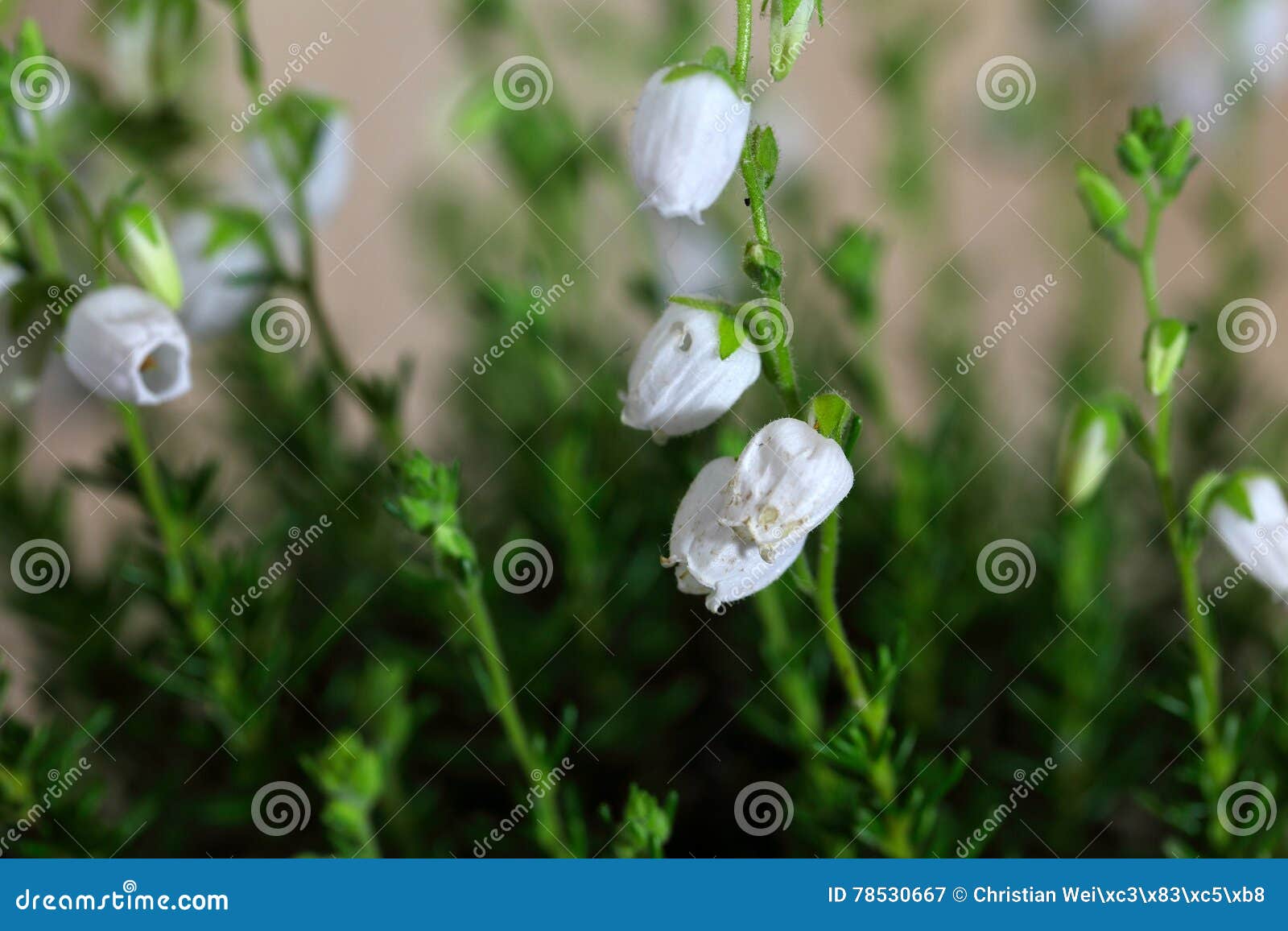 flowers of daboecia cantabrica