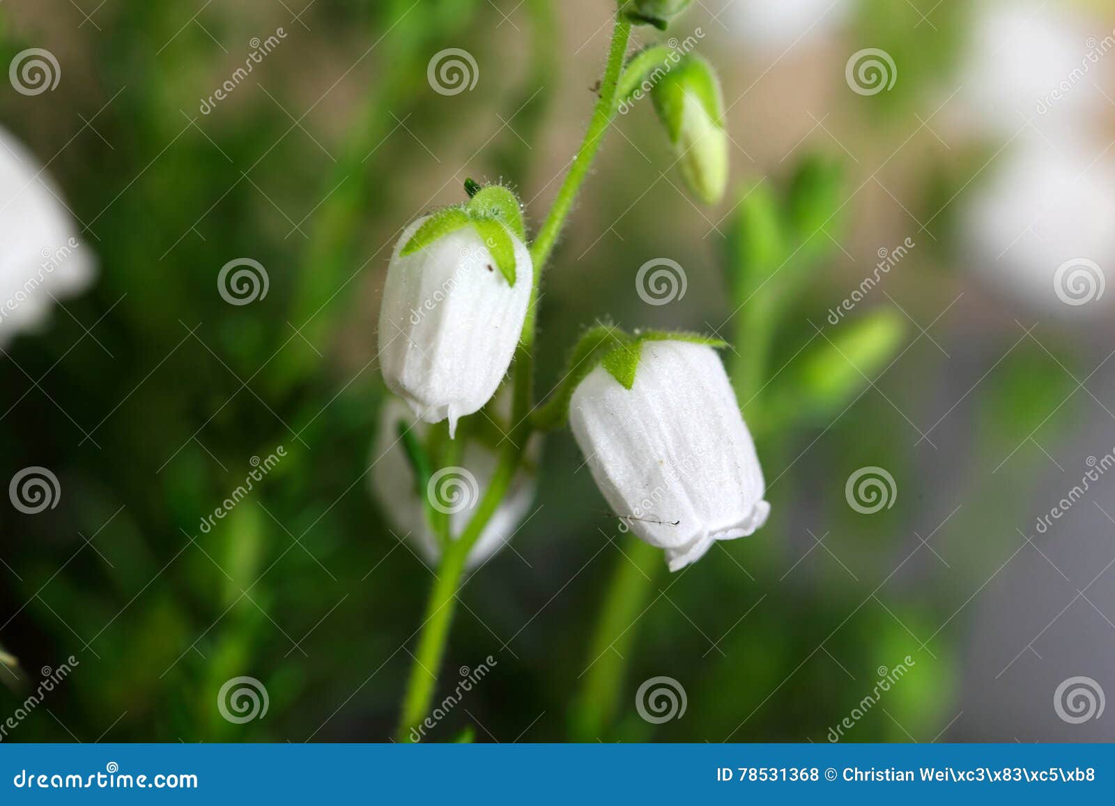 flowers of daboecia cantabrica