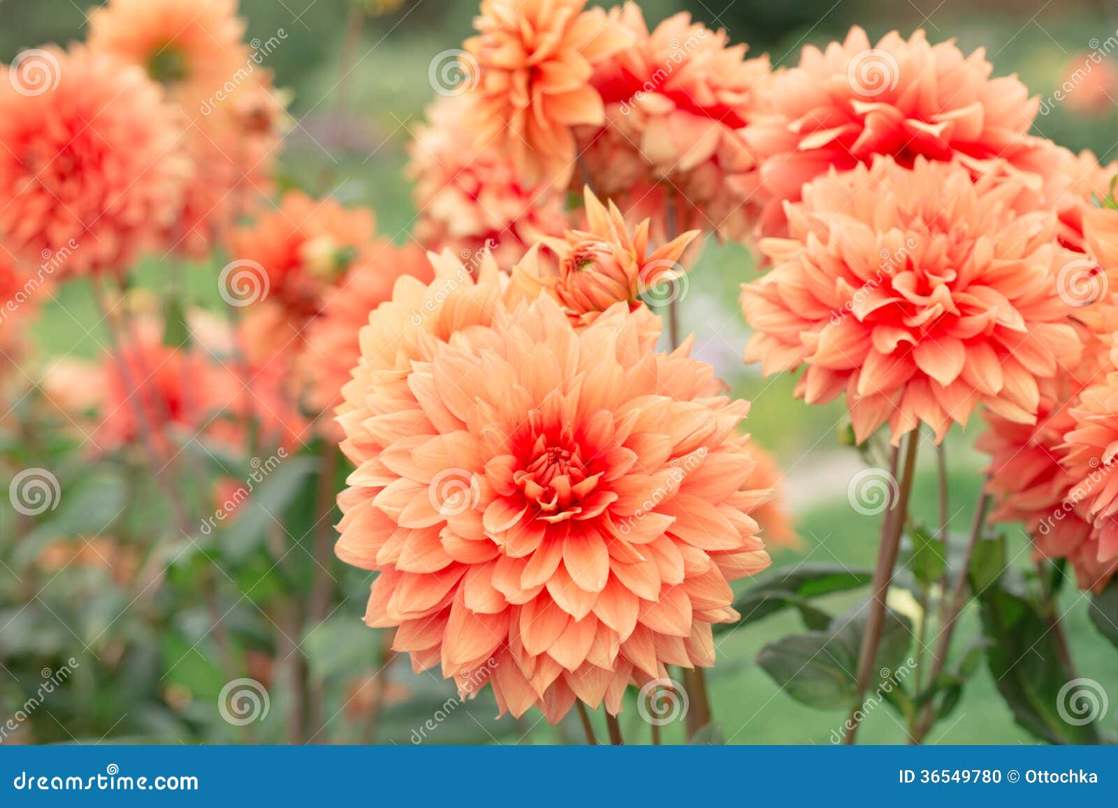 flowers dahlias