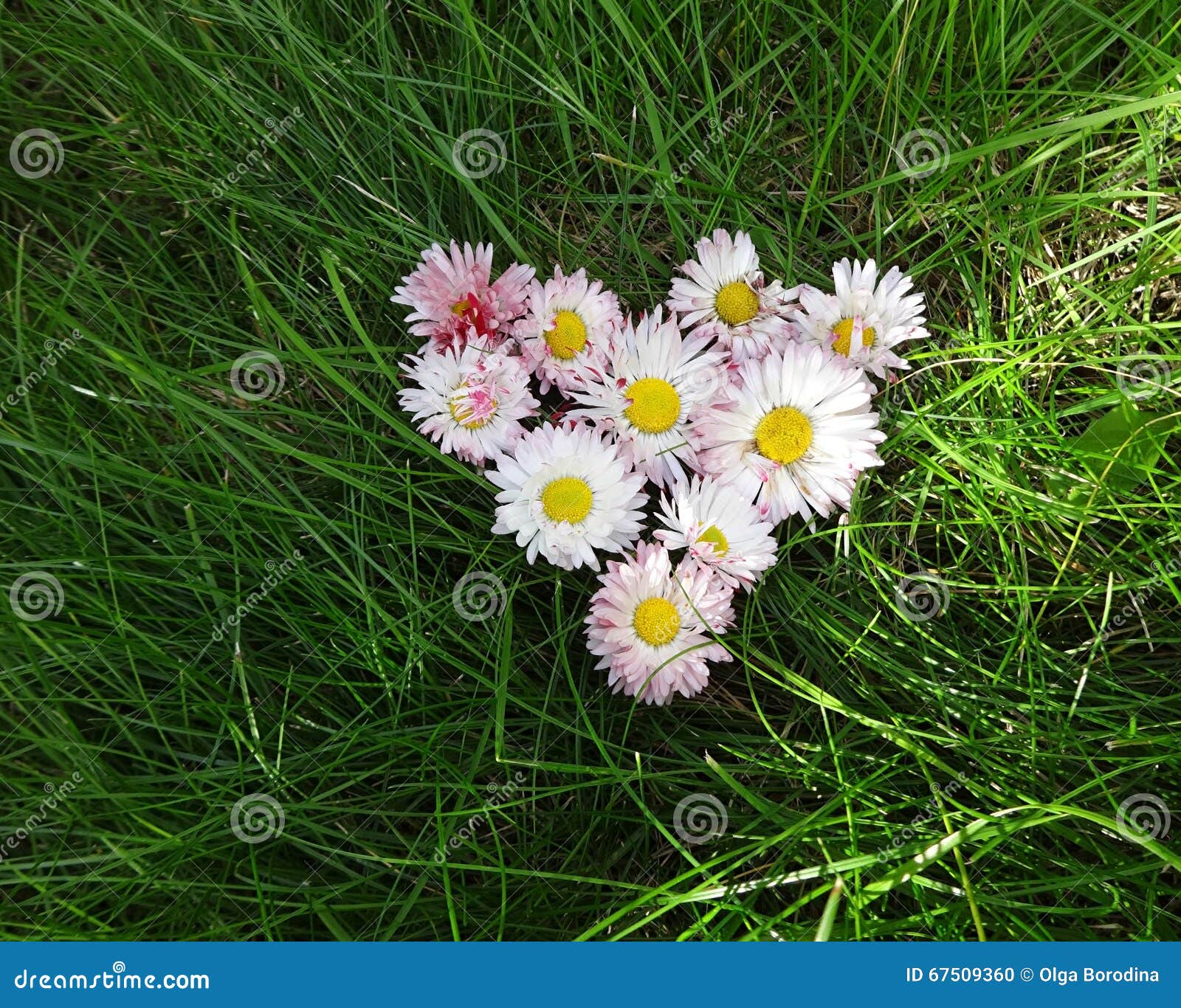 Flowers Daisies in a Heart Shape Stock Photo Image of yellow, style