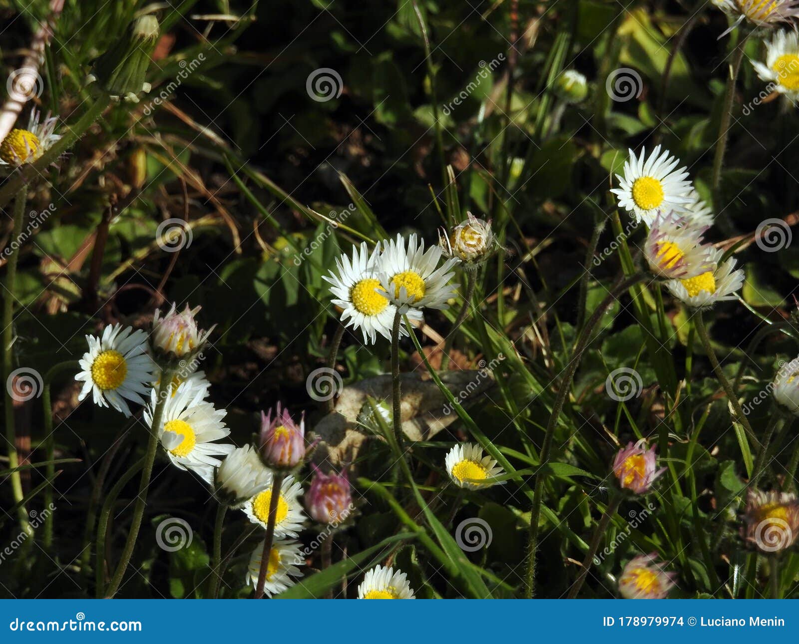Flowers Daisy, it is Spring Finally Stock Photo Image of flowers