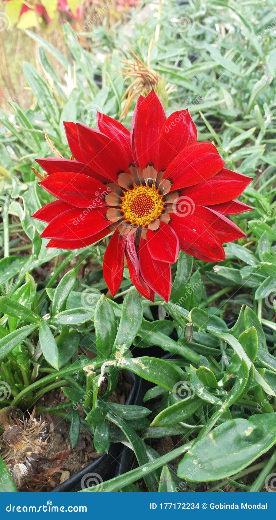 Red Flowers in Darjeeling stock photo. Image of darjeeling 177172234