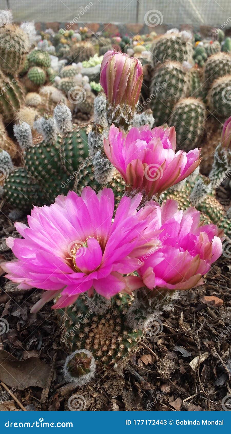 Pink Flowers in Darjeeling stock image. Image of flowers 177172443