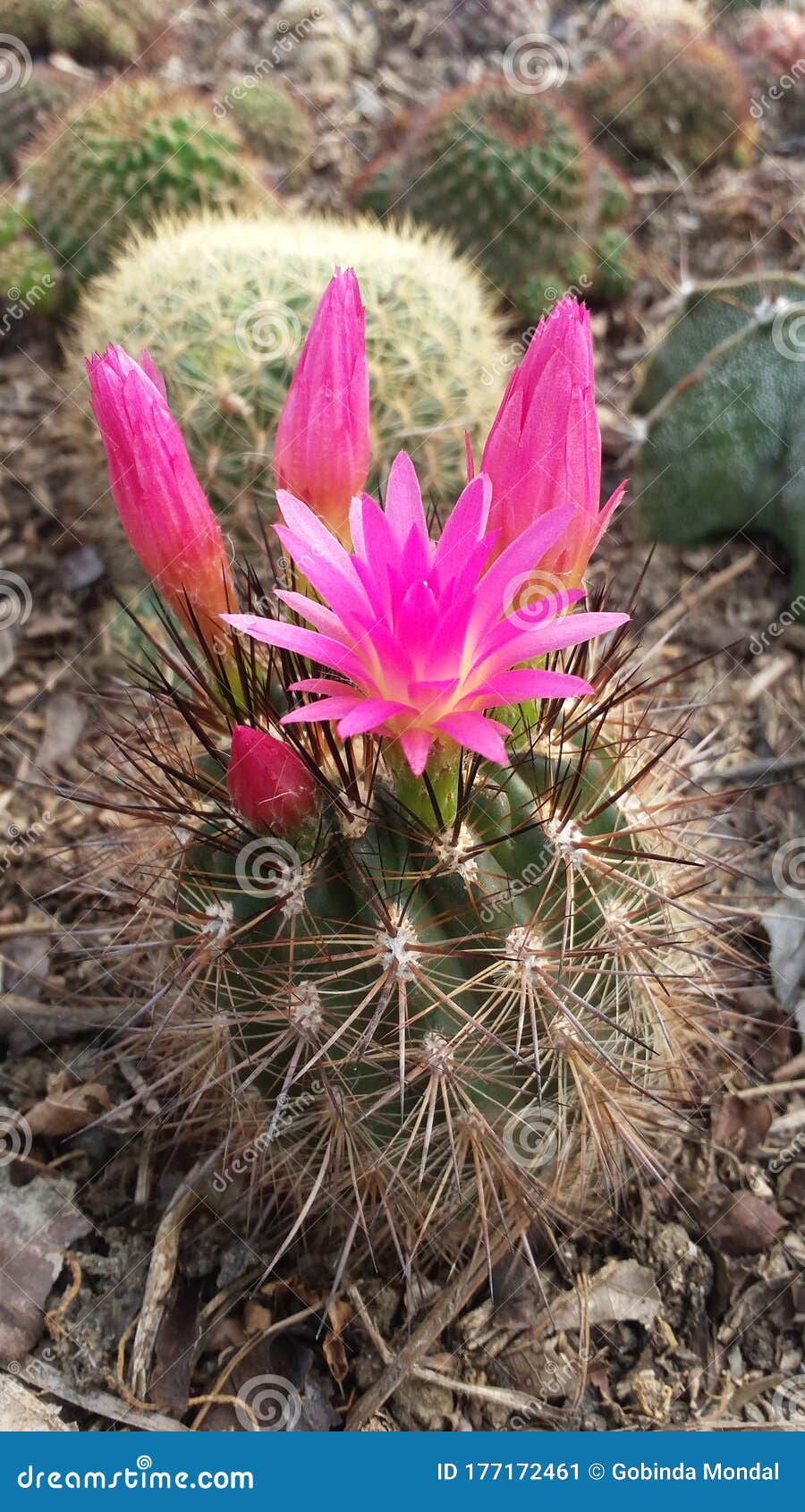 Pink Flowers in Darjeeling stock image. Image of darjeeling 177172461