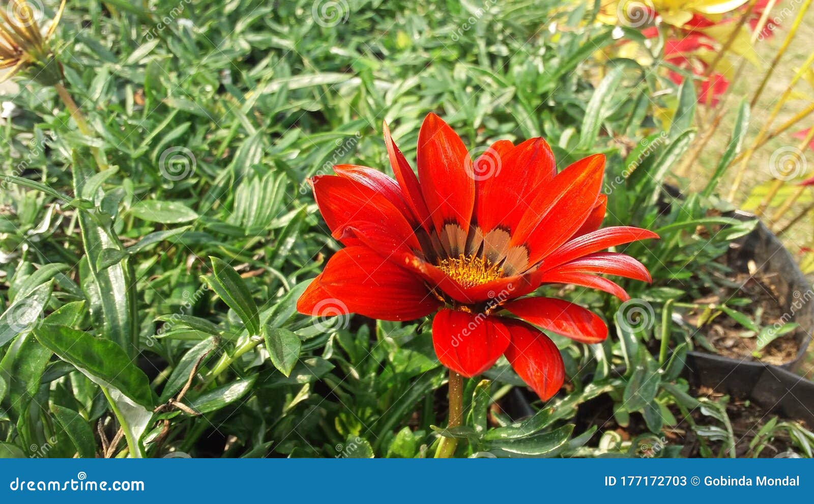 Red Flower Girl in Darjeeling Stock Image Image of nature, flowers