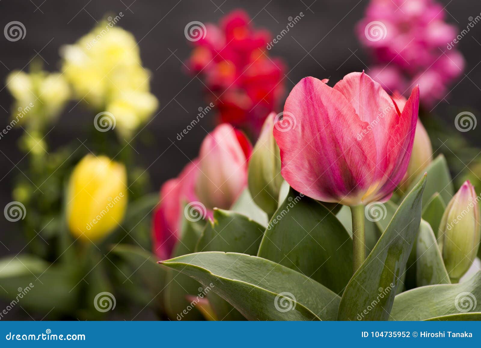 Flowers in dark stock photo. Image of early, floriculture 104735952