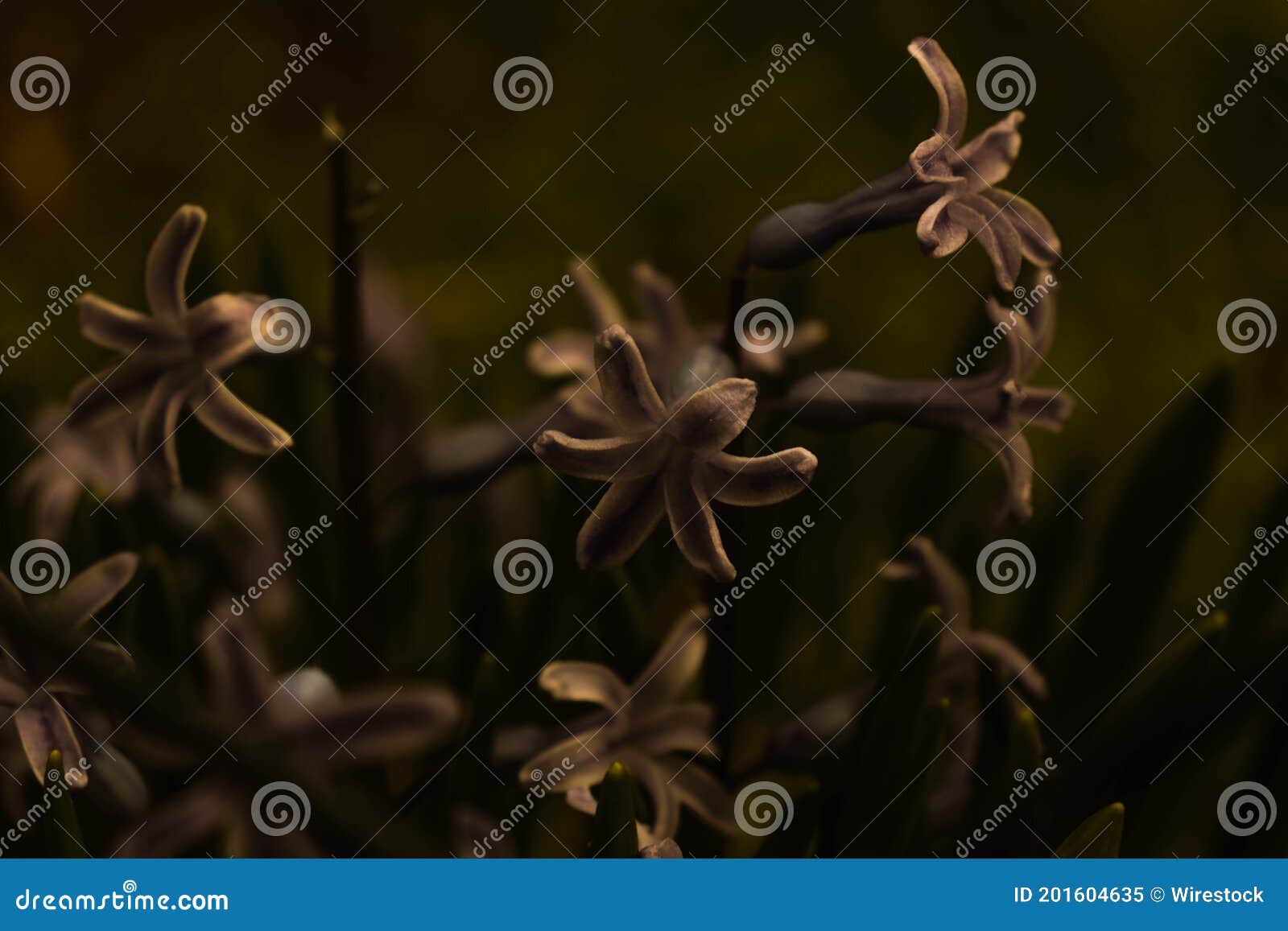 dark preset flower picture