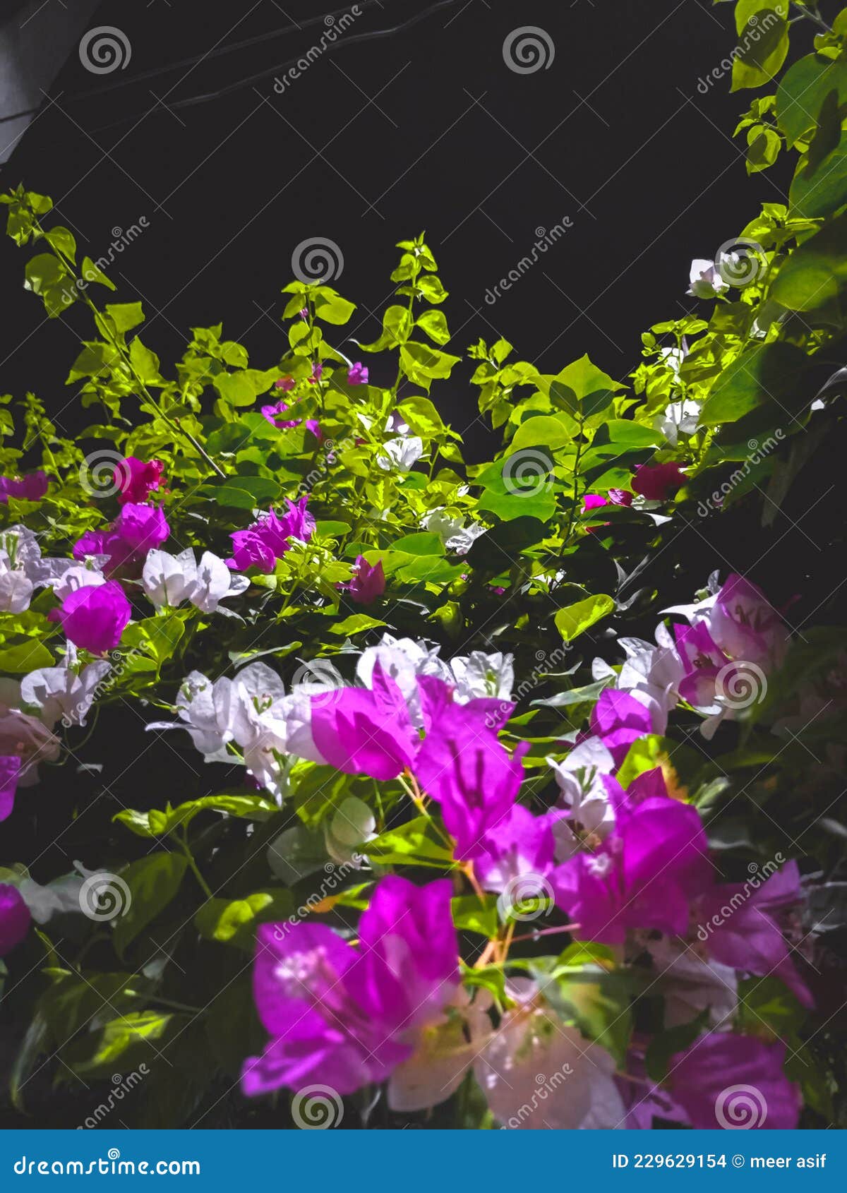 Flowers in darkness stock photo. Image of wildflower 229629154
